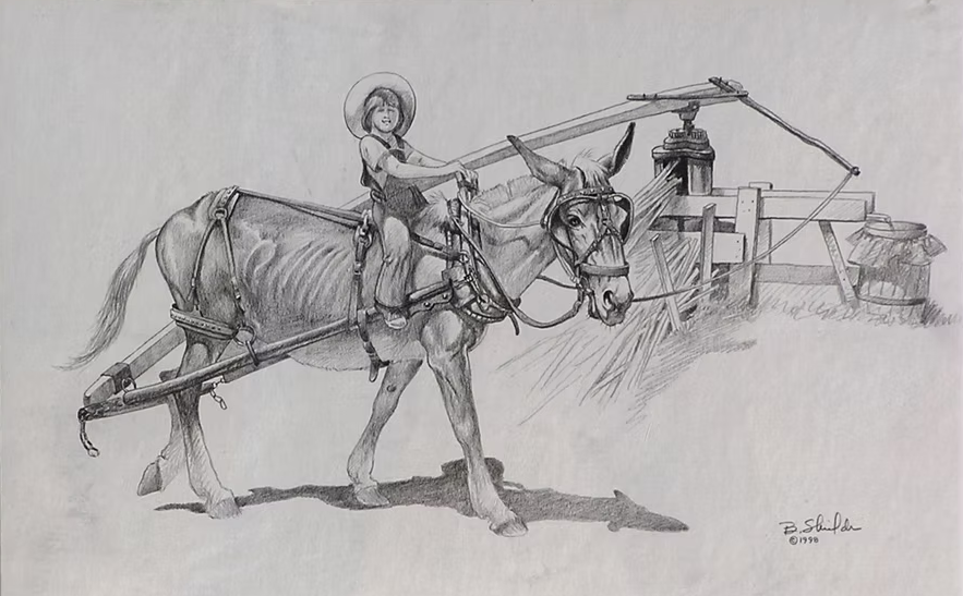 Drawing of a young rider on a mule by Bonnie Shields