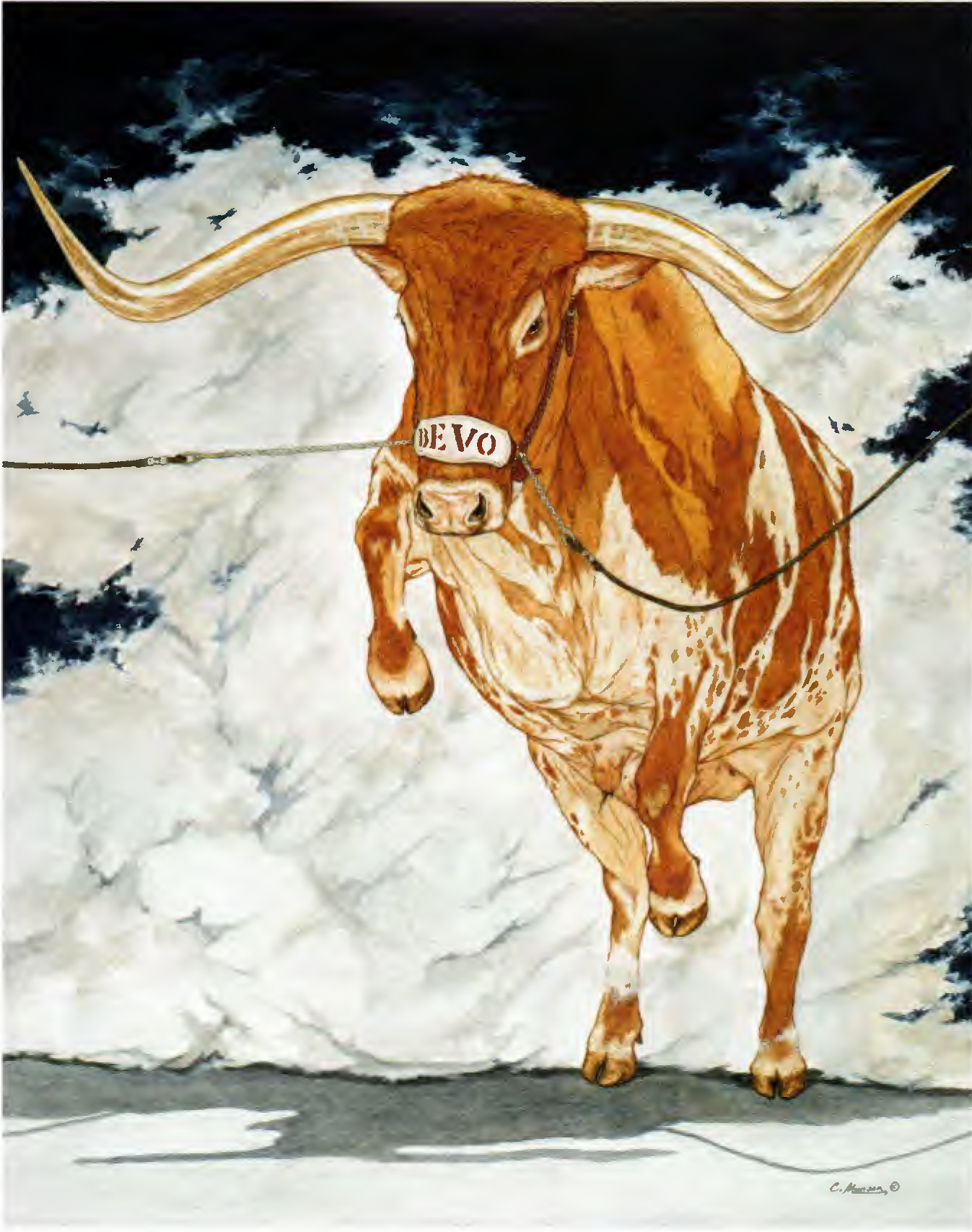 Longhorn Bevo XV