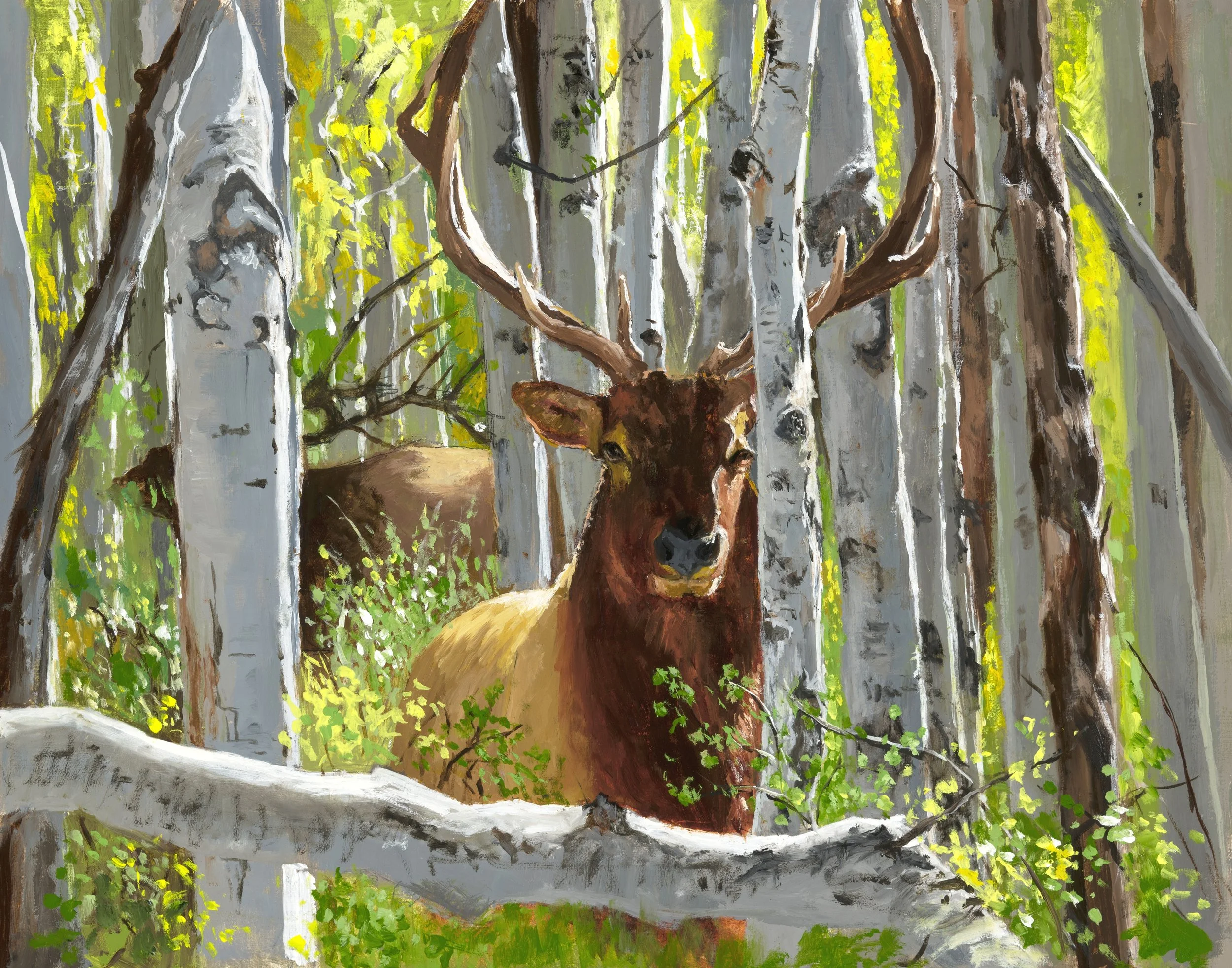 Elk in the woods by Andria Sullivan