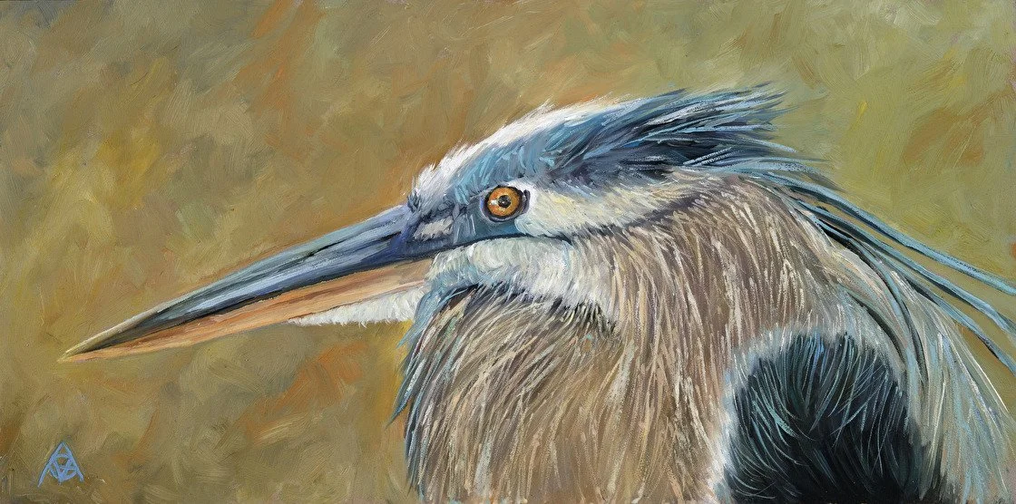 Striking Blue heron close up