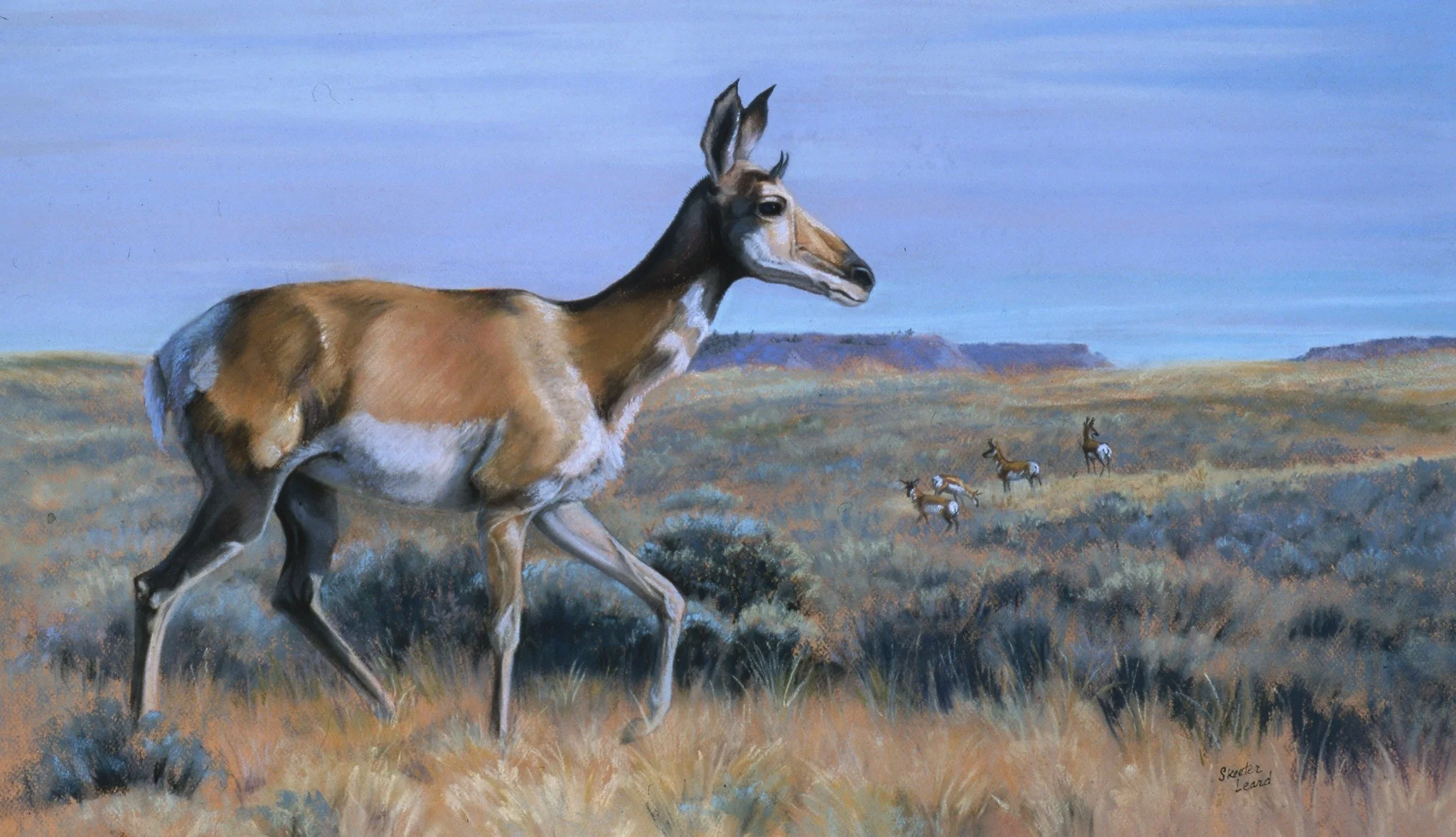 Painting of Pronghorn Antelope by Skeeter Leard