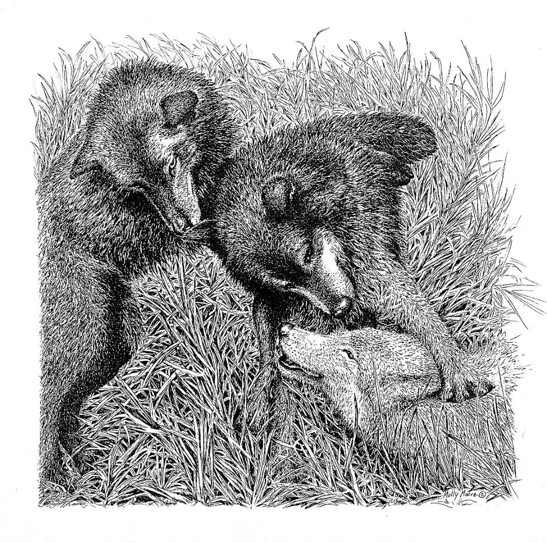 "Wolf Play"  Pen and Ink, By Molly Moore