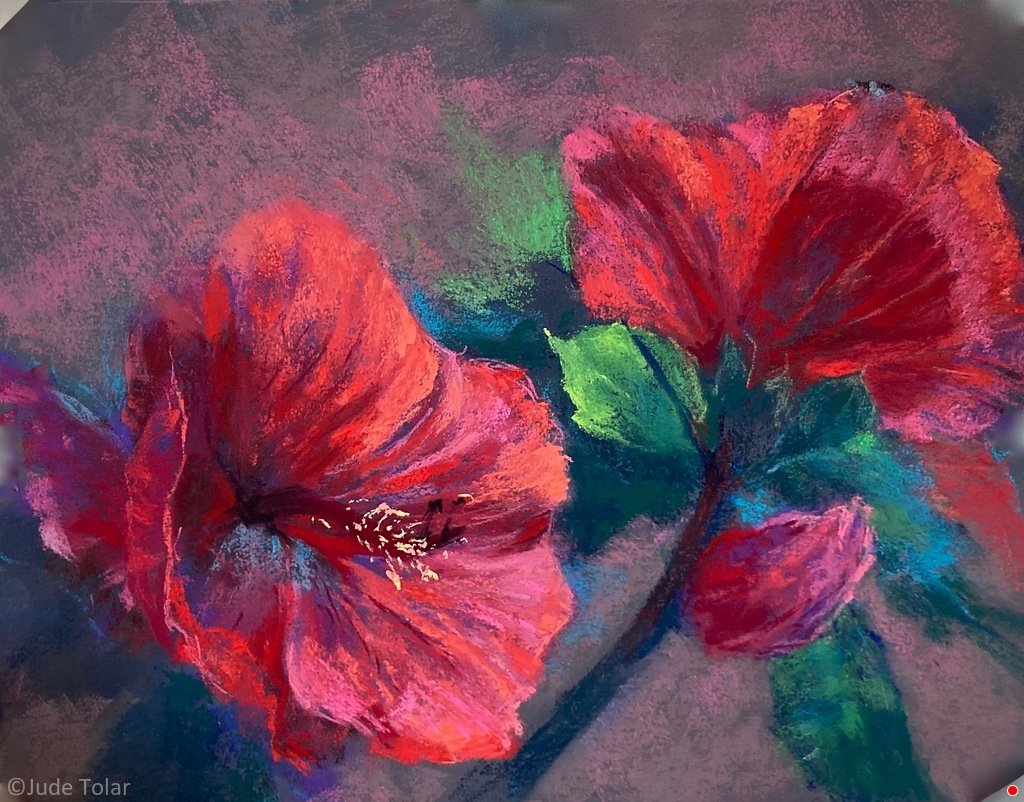 Newton Hibiscus by Jude Tolar