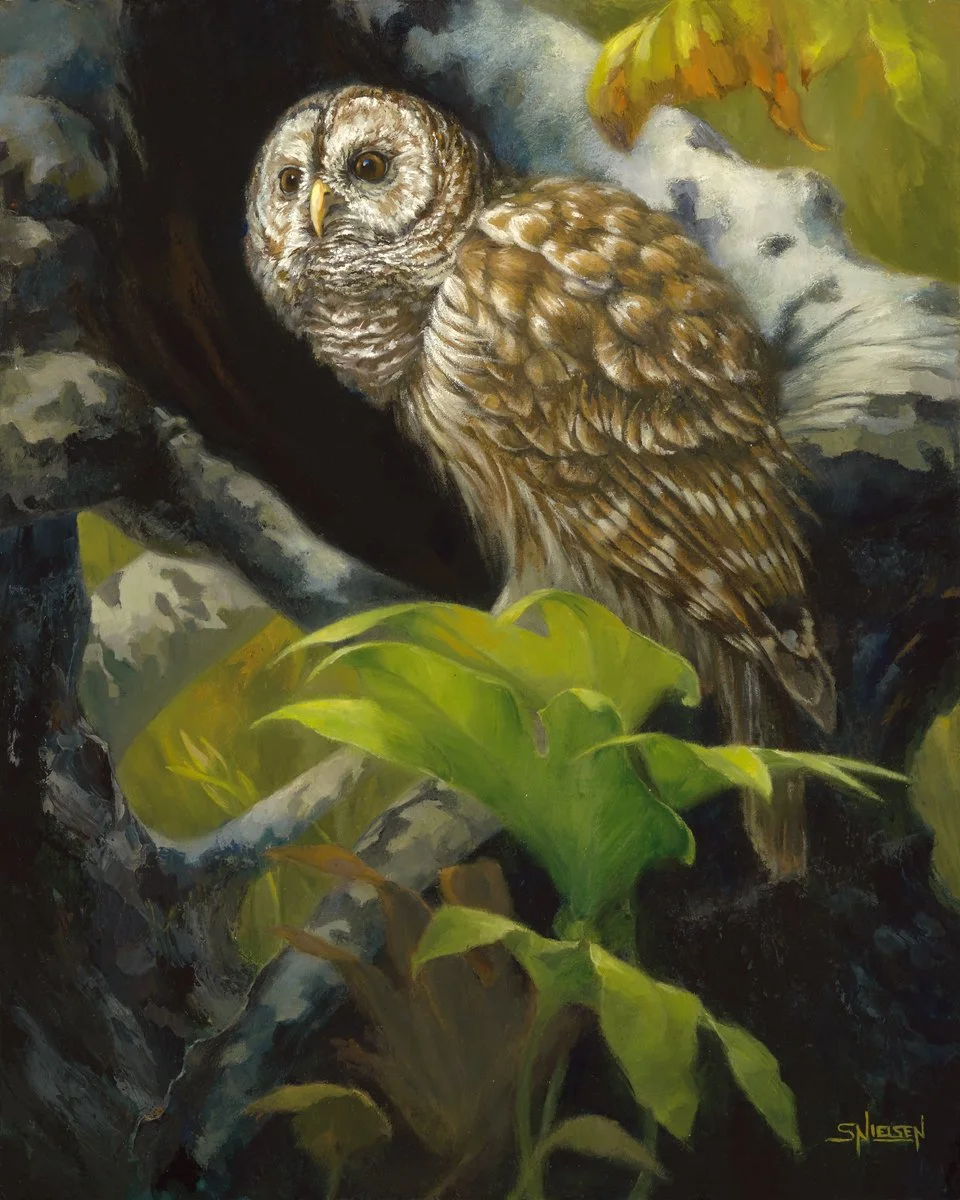 barred owl seeking new territory in which to thrive