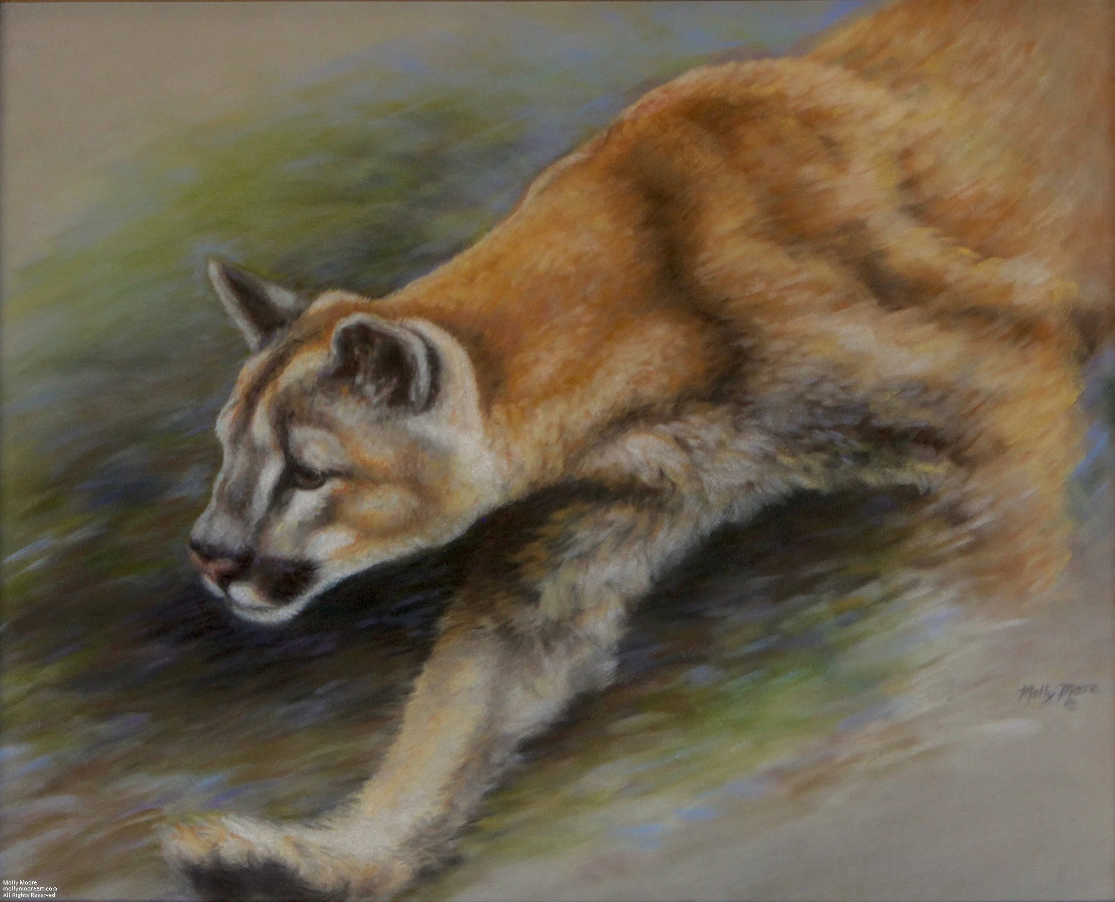 A mountain loin’s magnificent spirit and presence