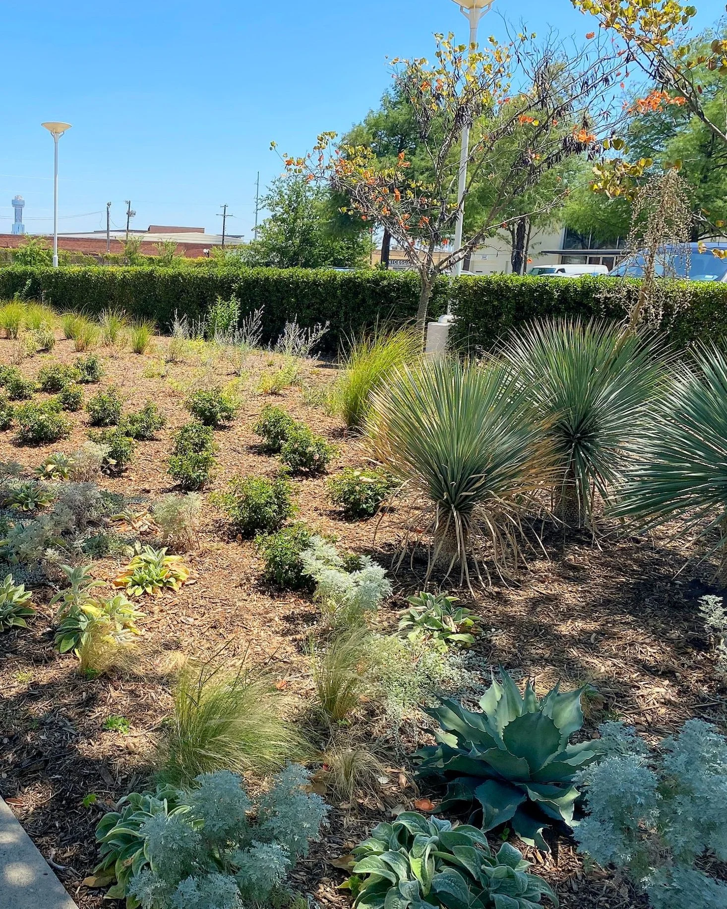 Dallas Garden, Native Plants, Pollinator Garden.jpg