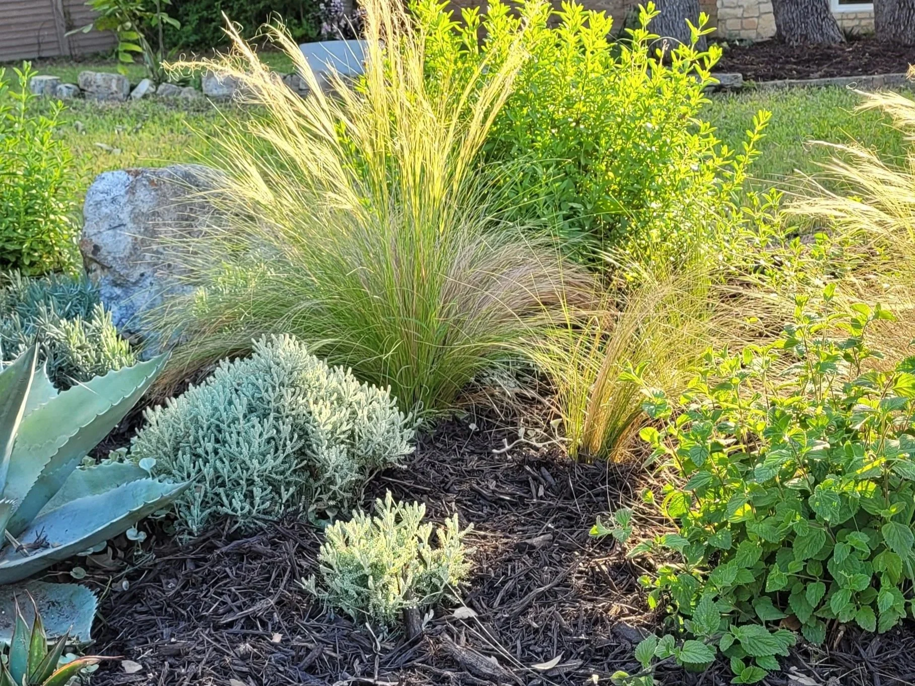 Drought Tolerant, Native Plants, Butterfly Garden.jpg