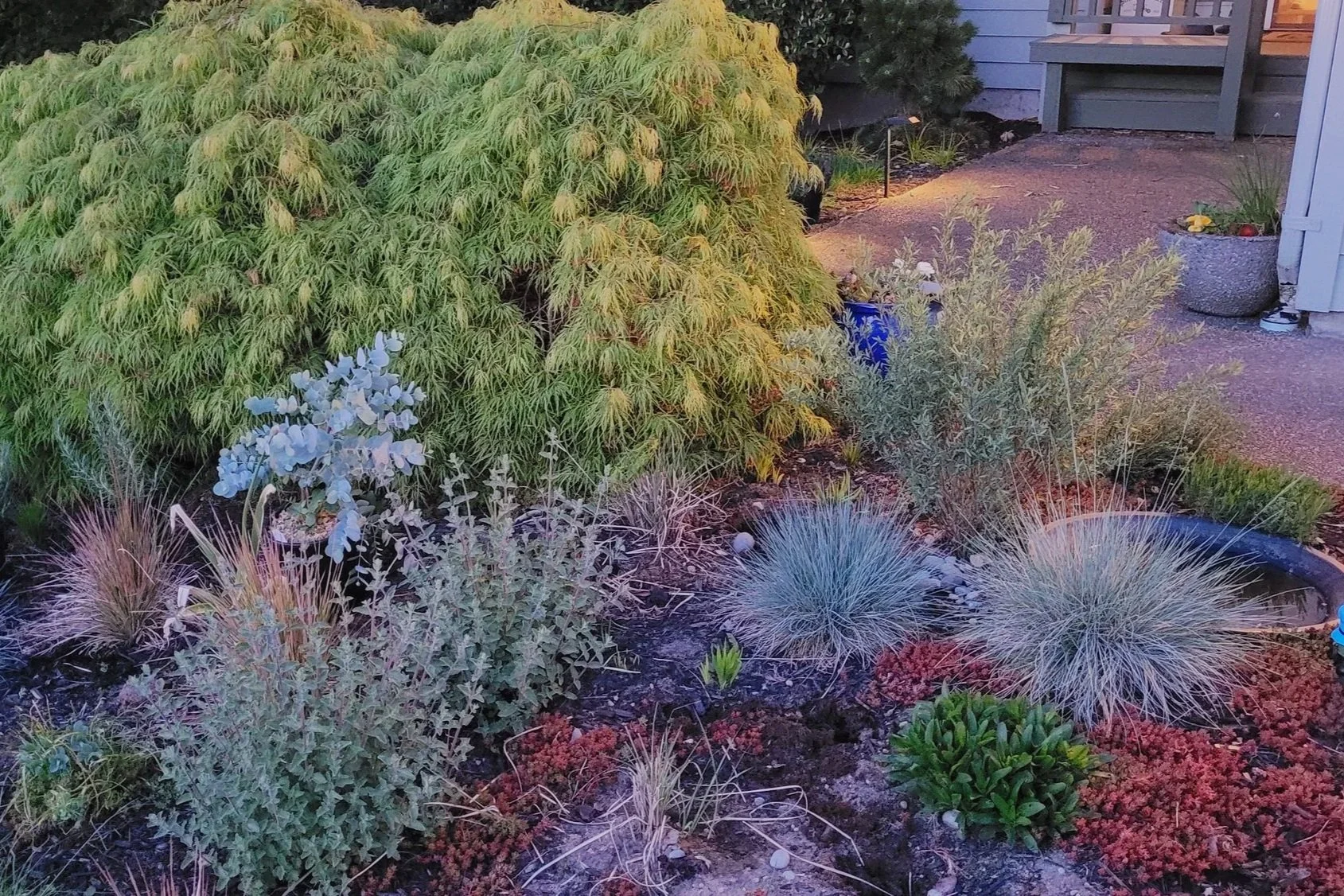 Drought Tollerant, Native Plants.jpg