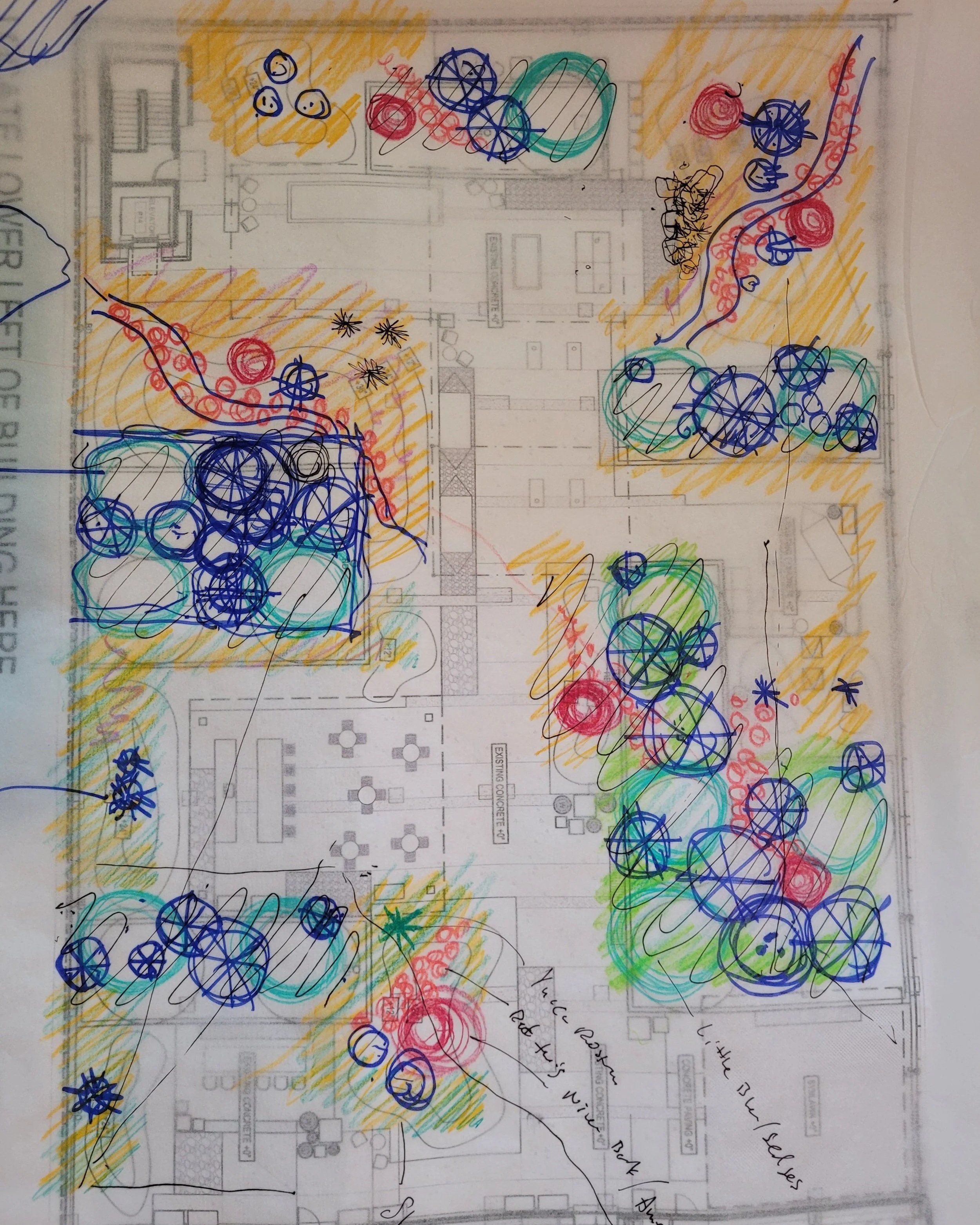 Hand Drawn, Planting Plan, Native Plants.jpg