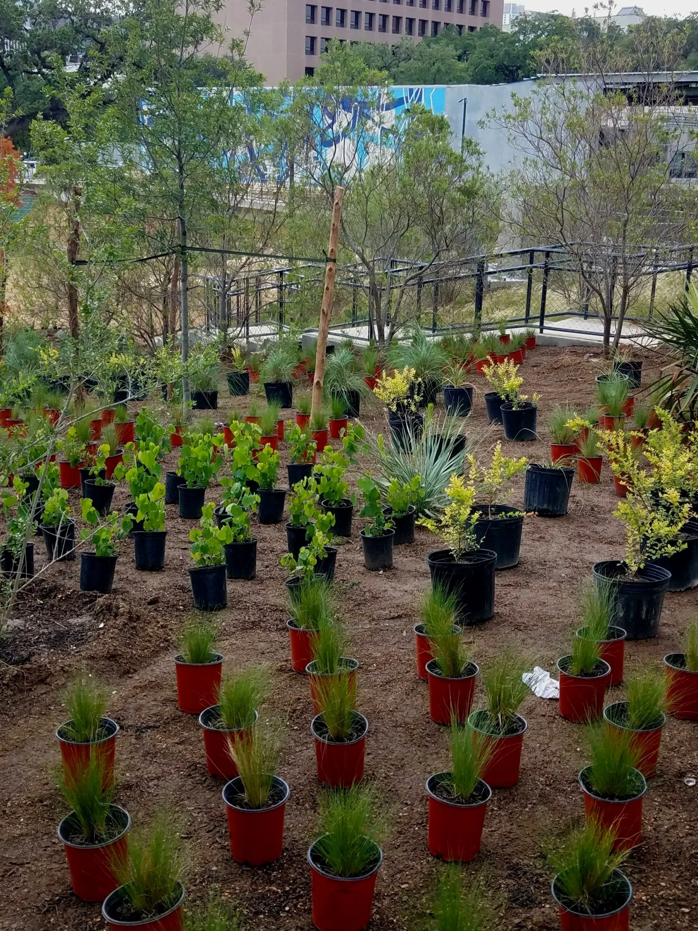 Waterloo+Park%2C+Native+Plants%2C+Gathering+Spaces%2C+Xeriscaping%2C+Plant+Layout%2C+Native+Plants.jpg
