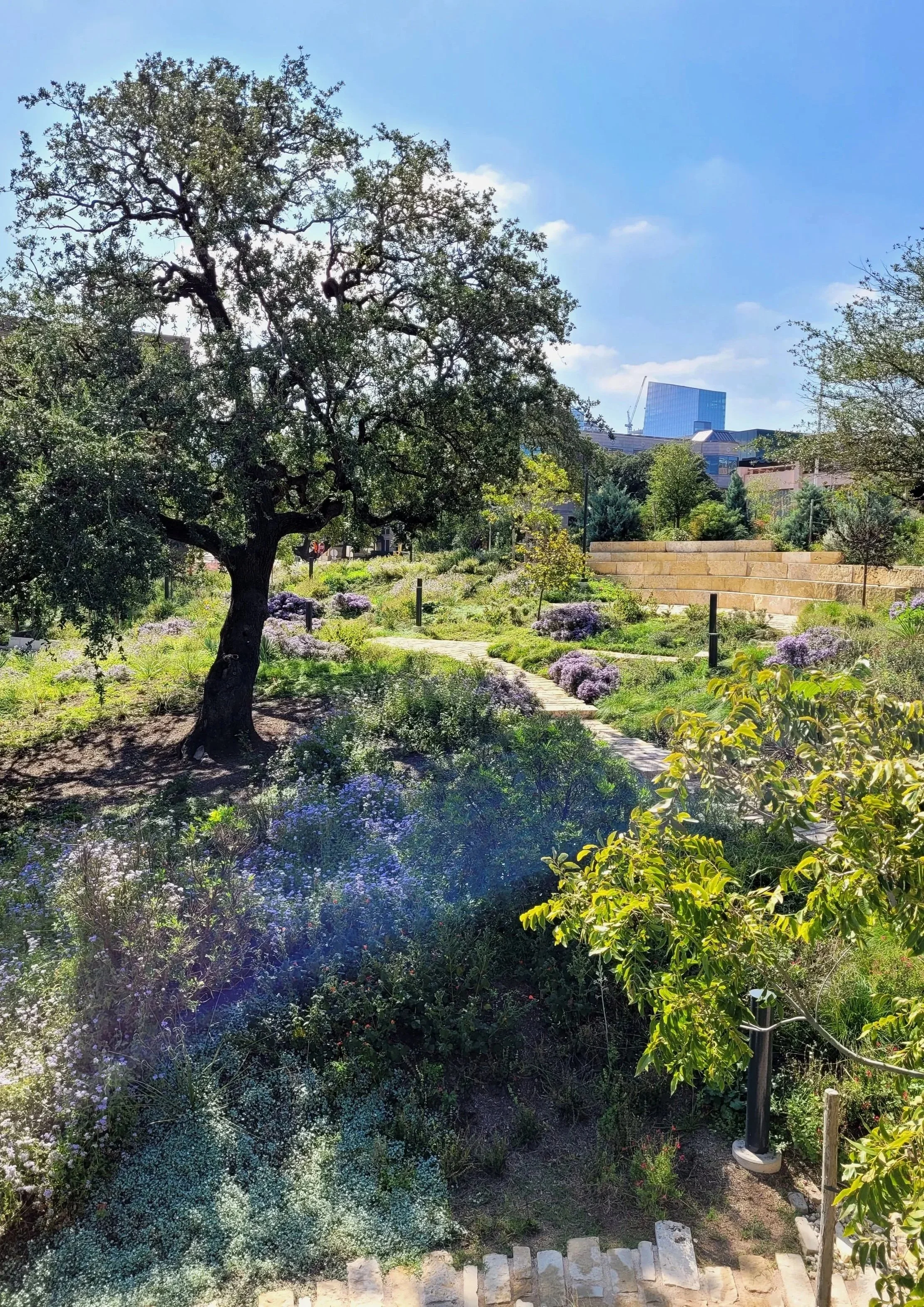 Waterloo+Park%2C+Native+Plants%2C+Gathering+Spaces%2C+Xeriscaping.jpg