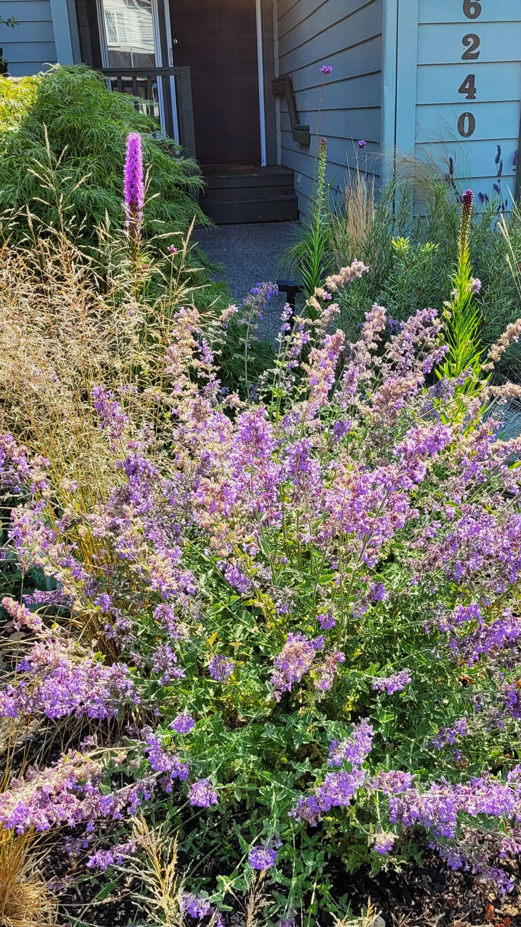 Nepeta and Deschampsia, Dry Garden.jpg