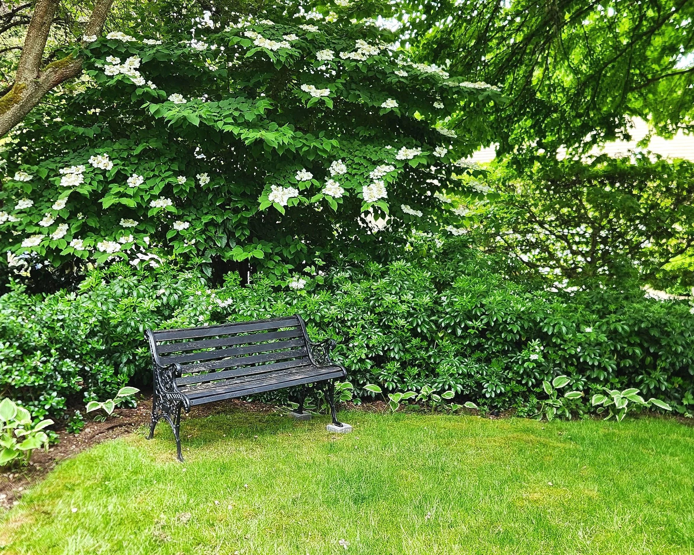 Shade Garden with Bench.jpg