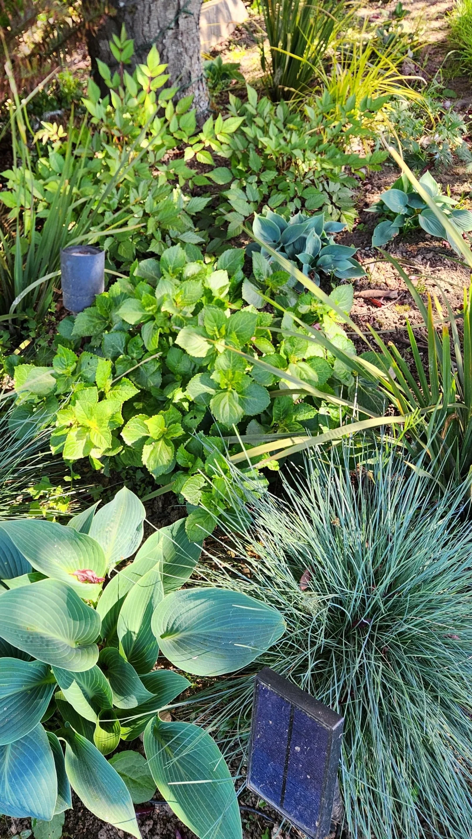 Shade Garde, Fescue.jpg