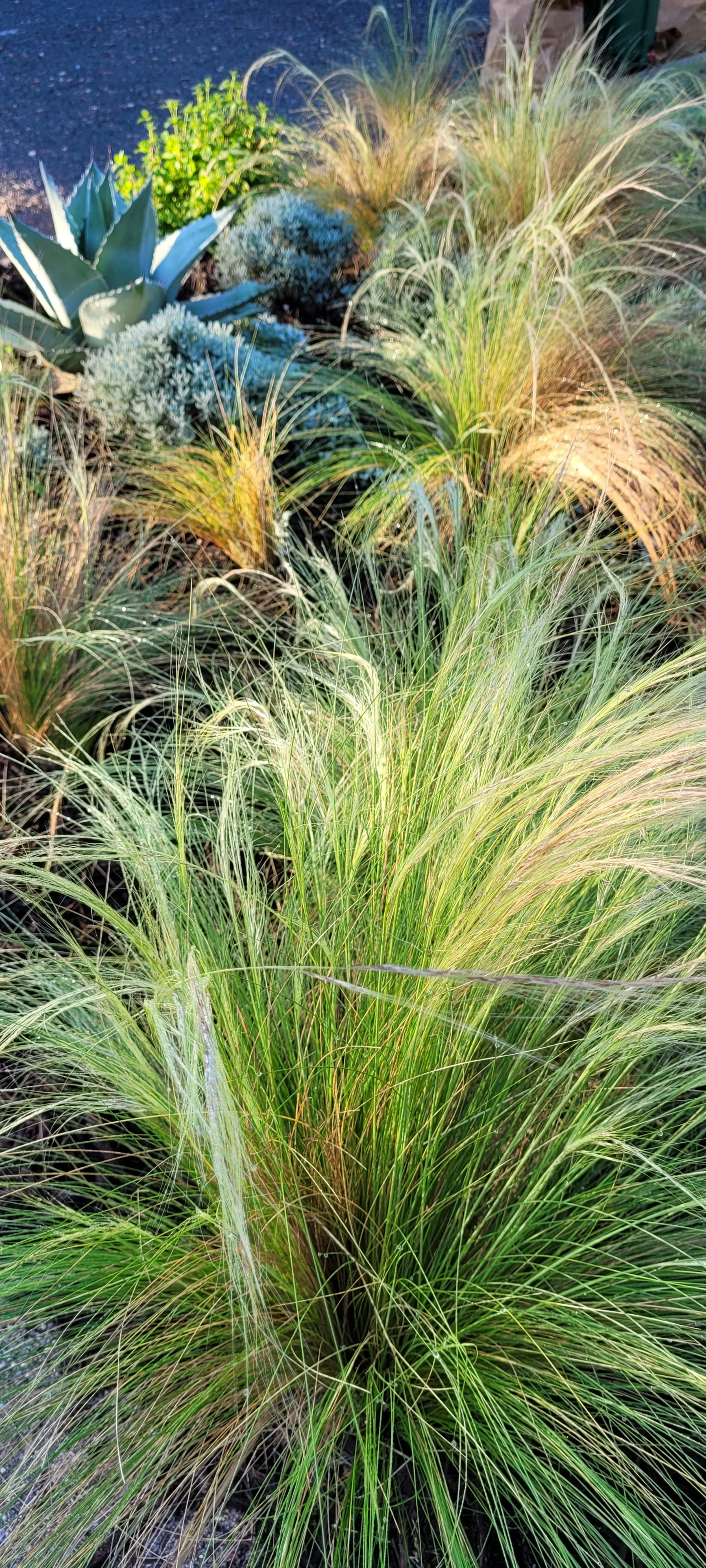 A variety of ornamental grasses and succulents planted in a garden bed with dark mulch.