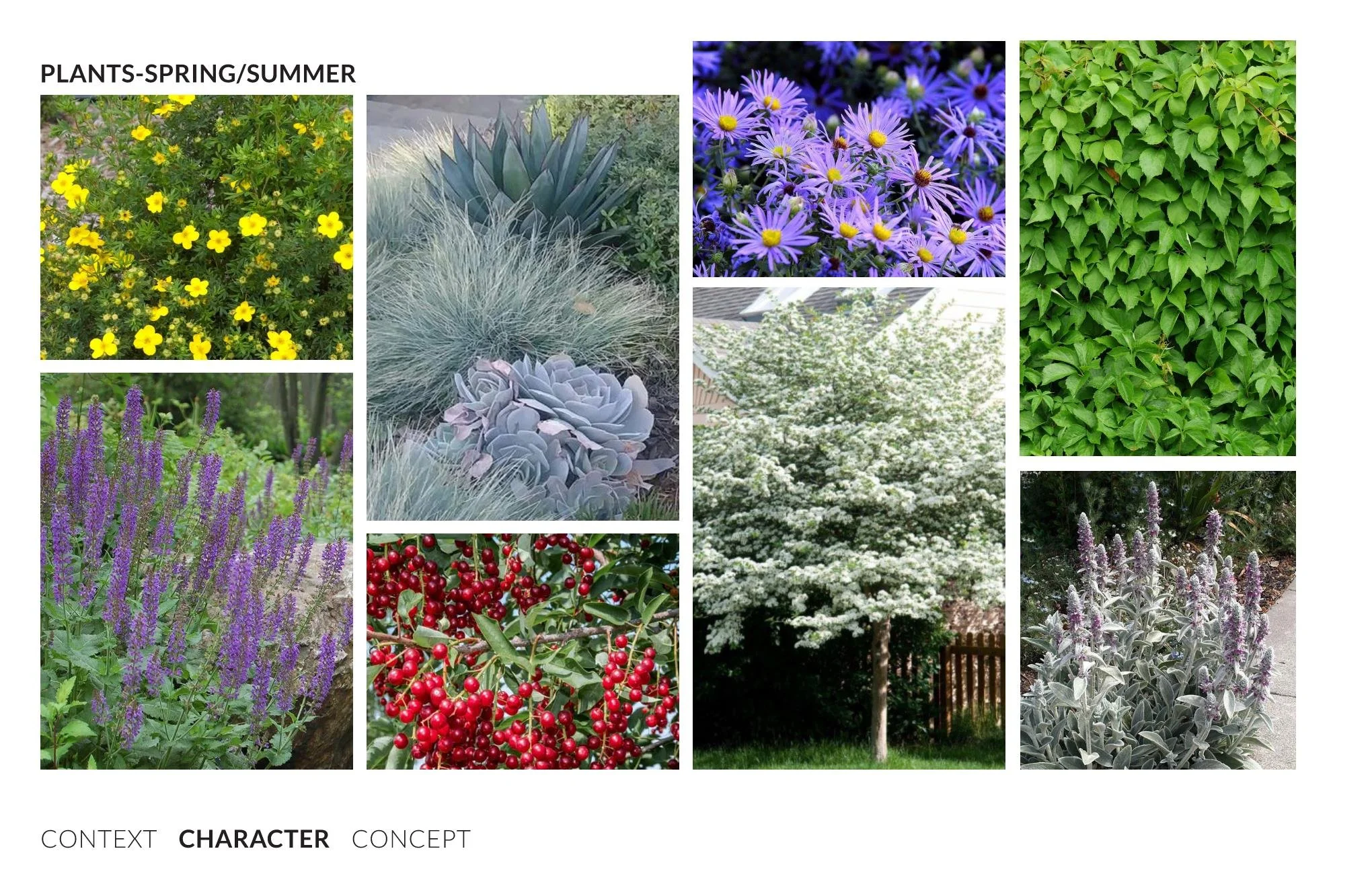 Plant Palettes for Spring and Summer 