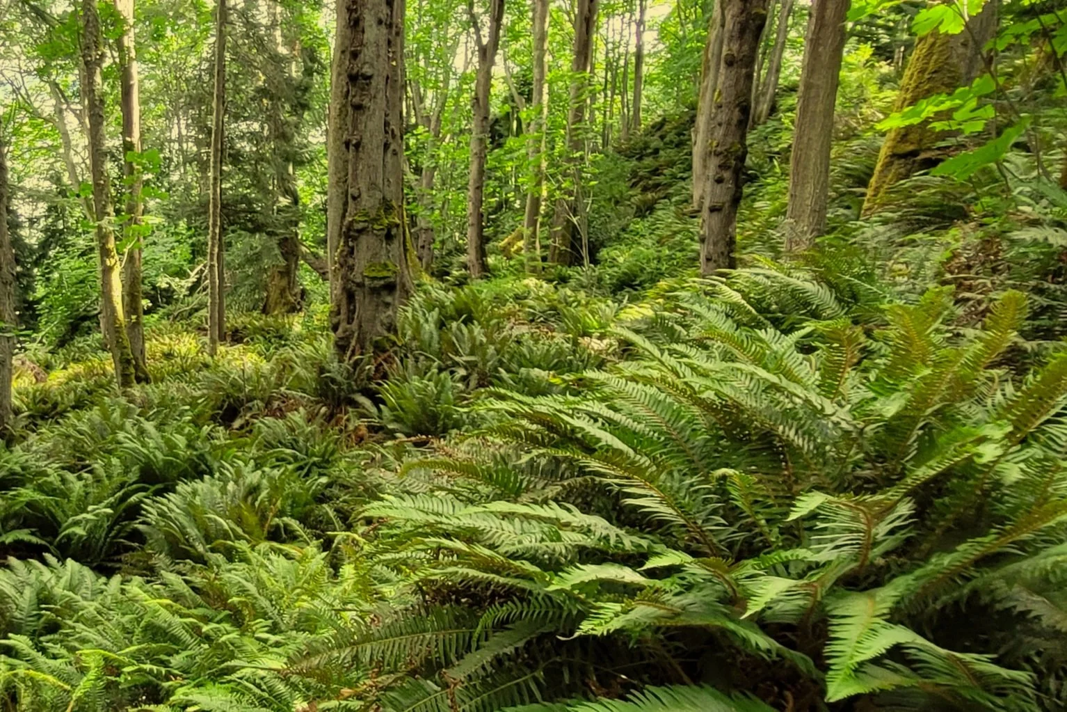Dense green forest with tall trees and fern plants covering the forest floor.