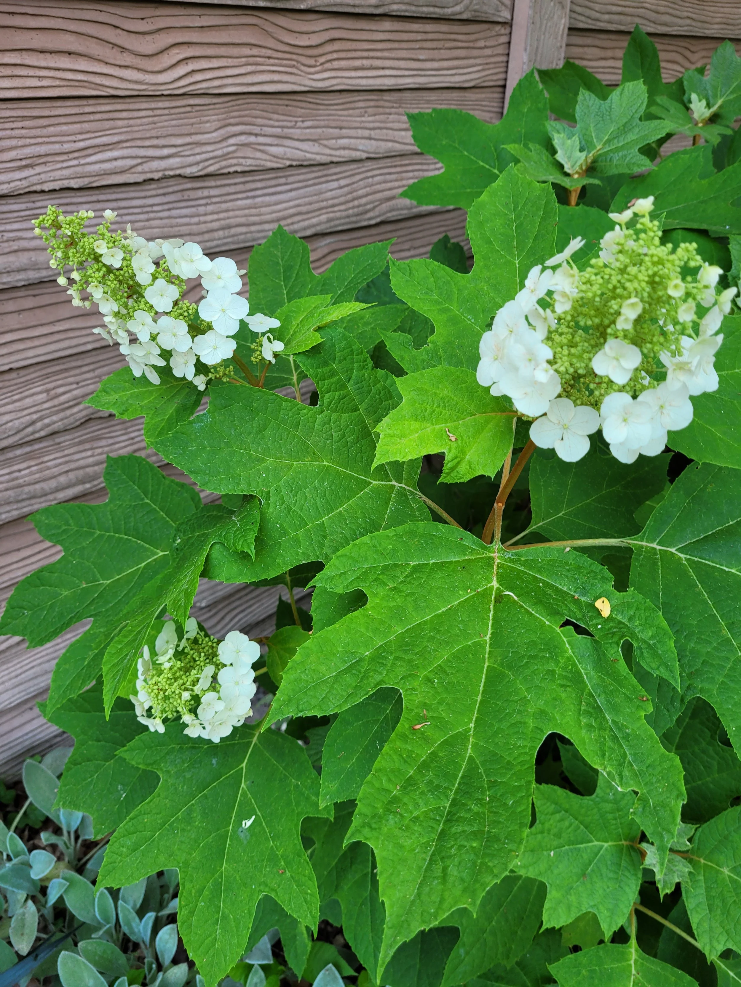 White hydrangea flowers with green leaves growing against a wooden fence.