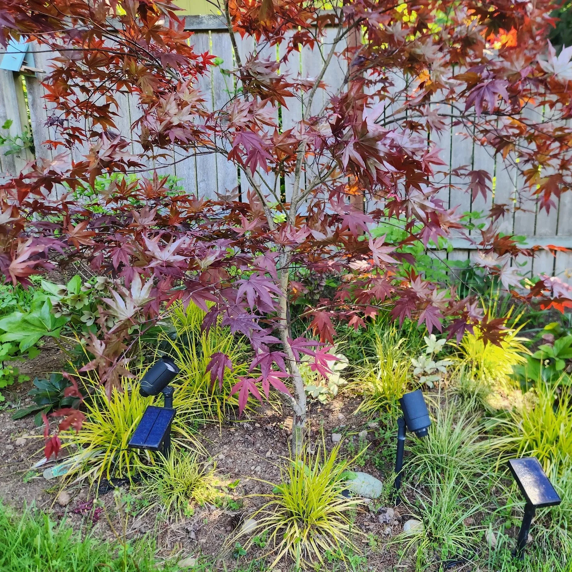 Kingston - Mediterranean Garden