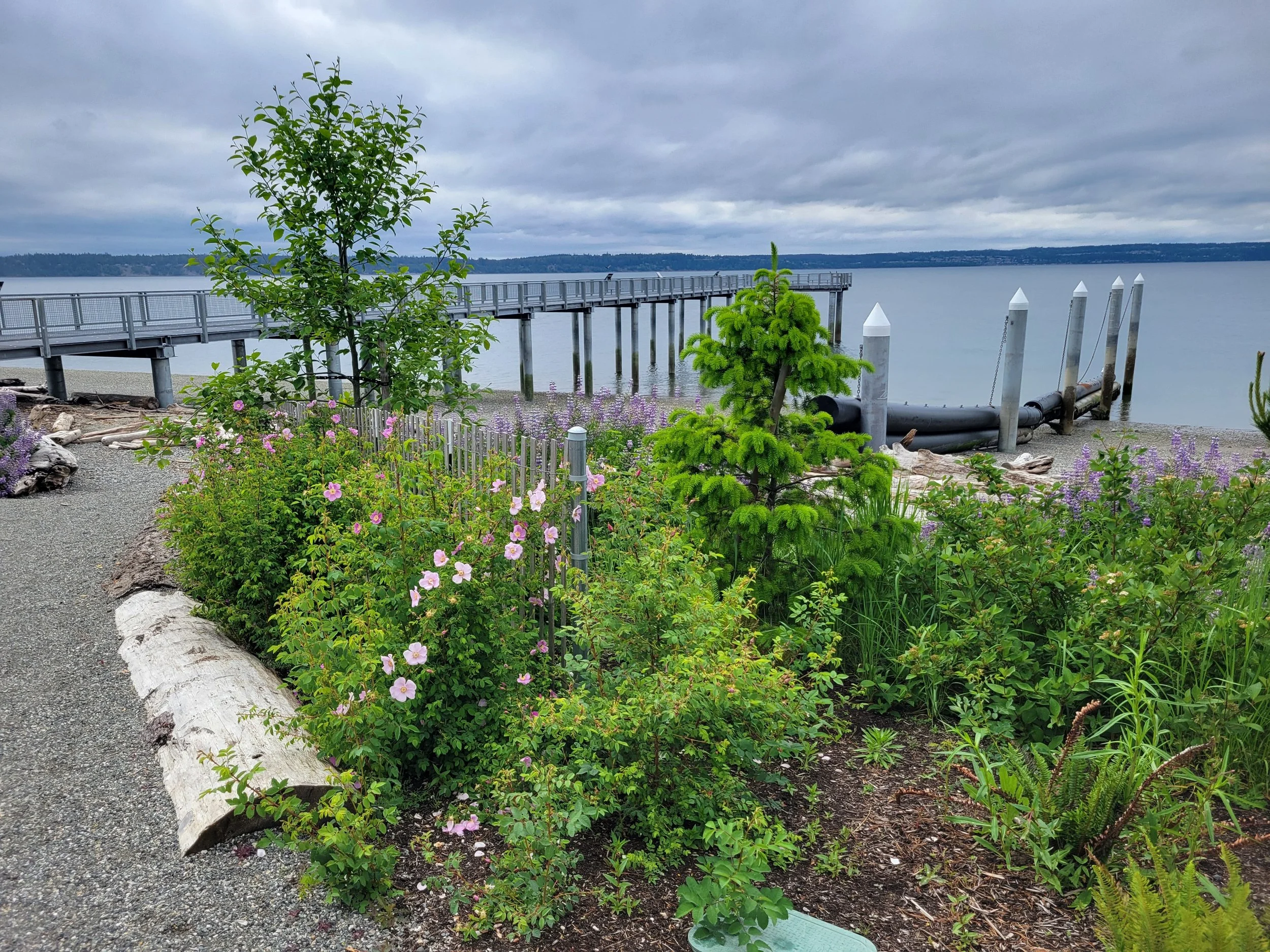 20250516_PierLaunch& Floweringberm.jpg