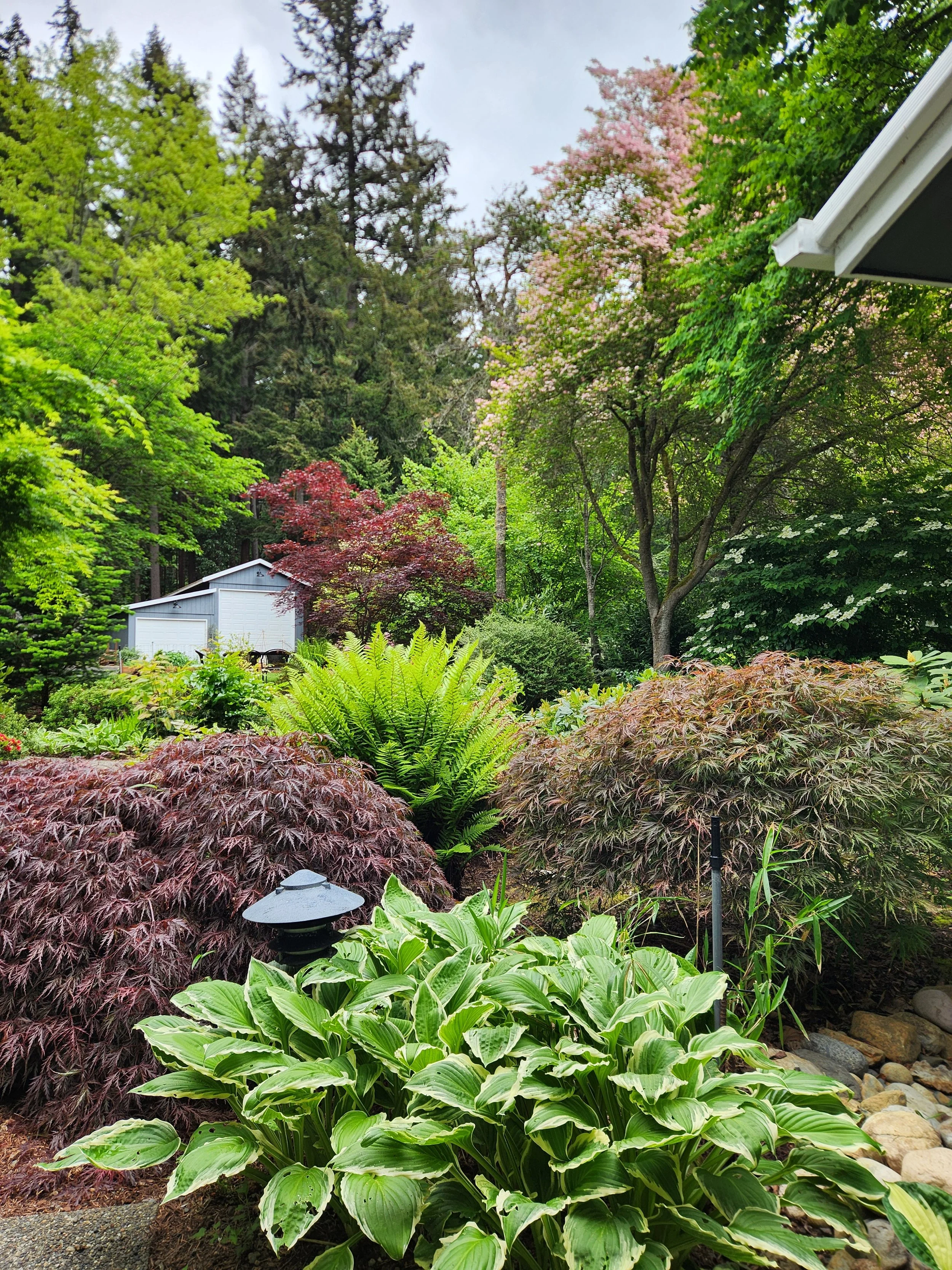 Lush garden, maples and ferns.jpg