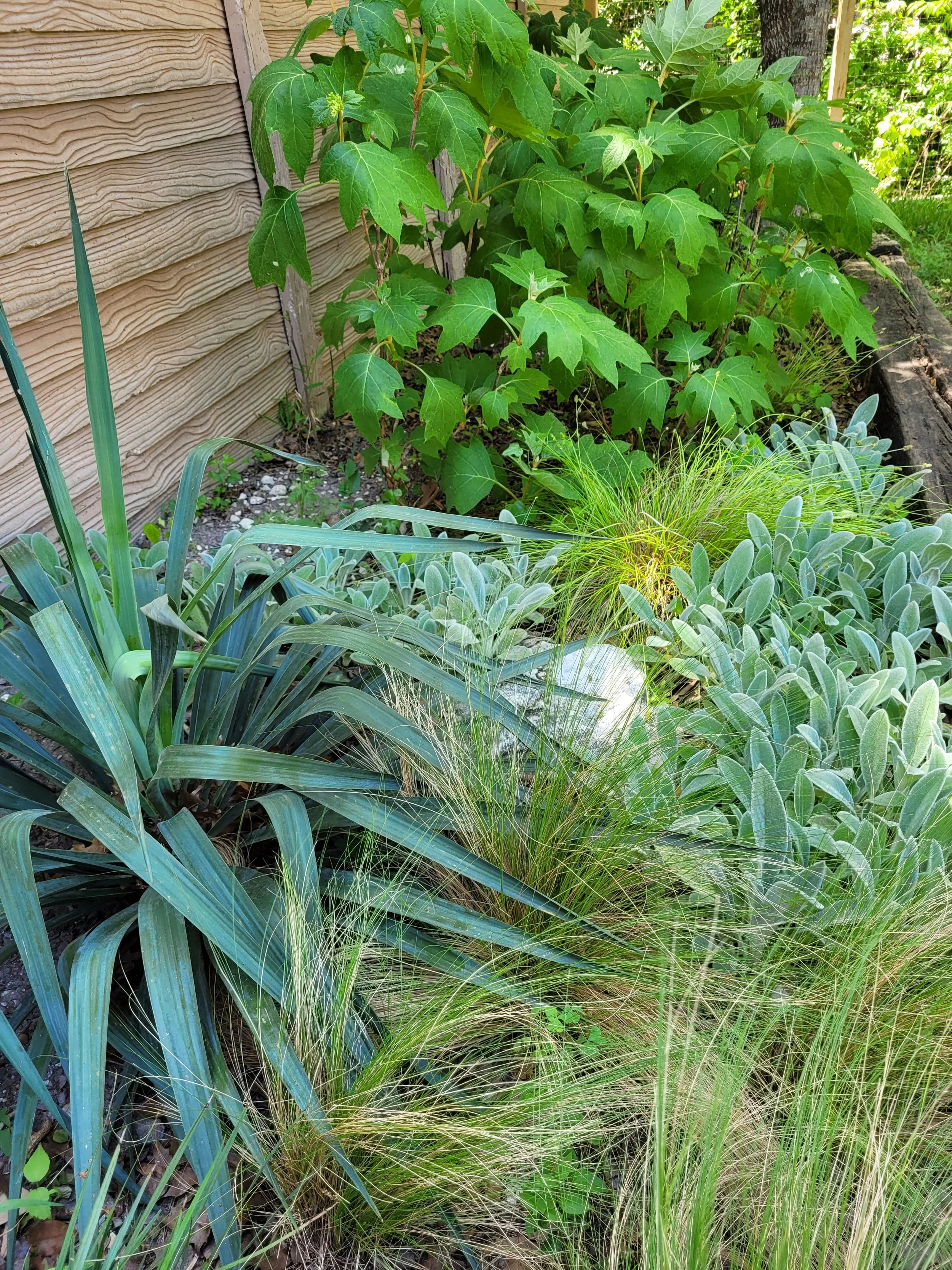 A garden bed with green leafy plants and grass, located next to a house with wooden siding and a wooden border.