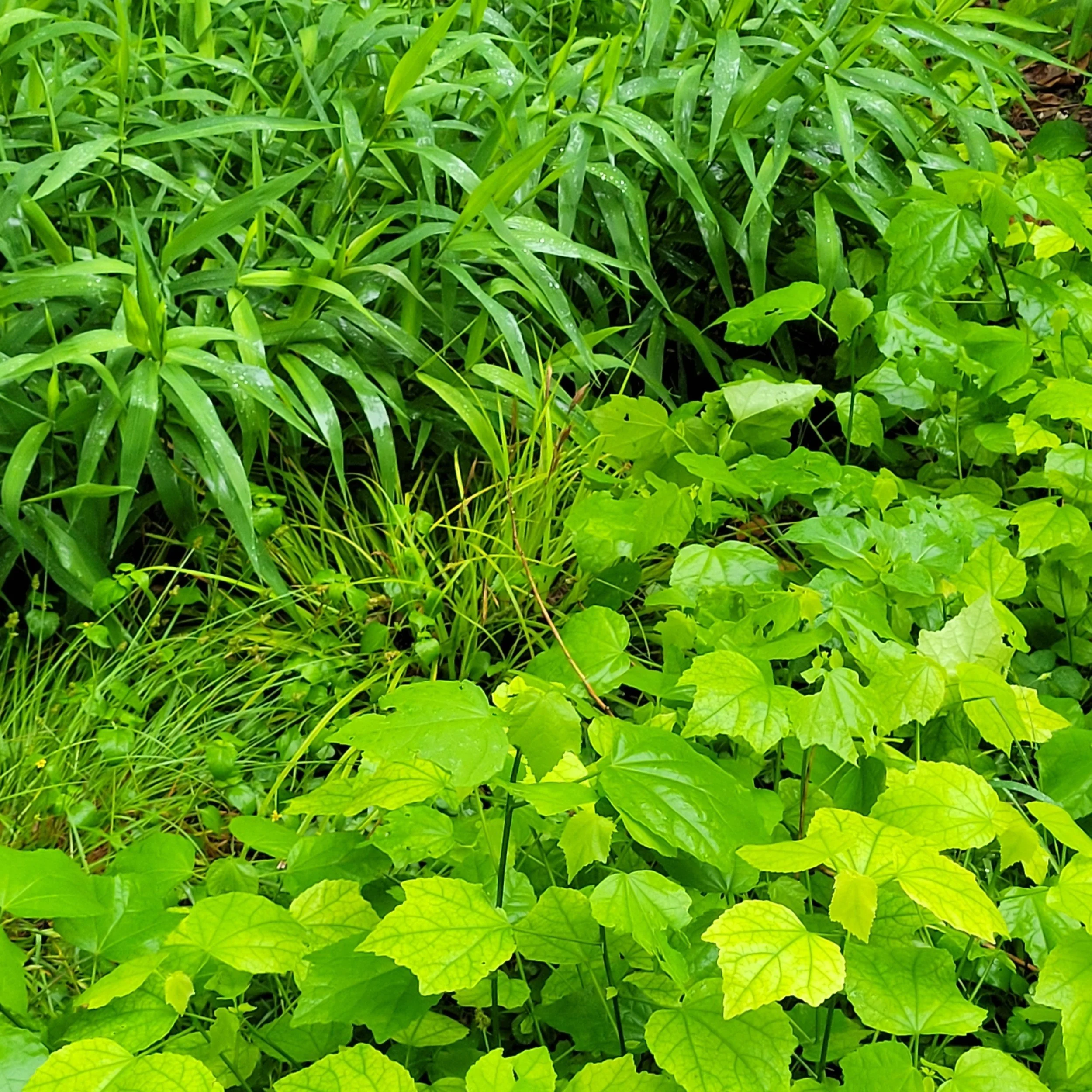 Close-up of green leafy plants and grass in a garden or natural setting.