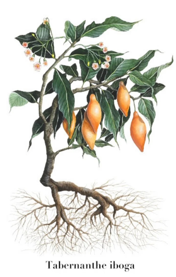 Psychedelic Studio: Exploring The Language of Iboga and The Bwiti (Bwété) Tradition from Southern Gabon