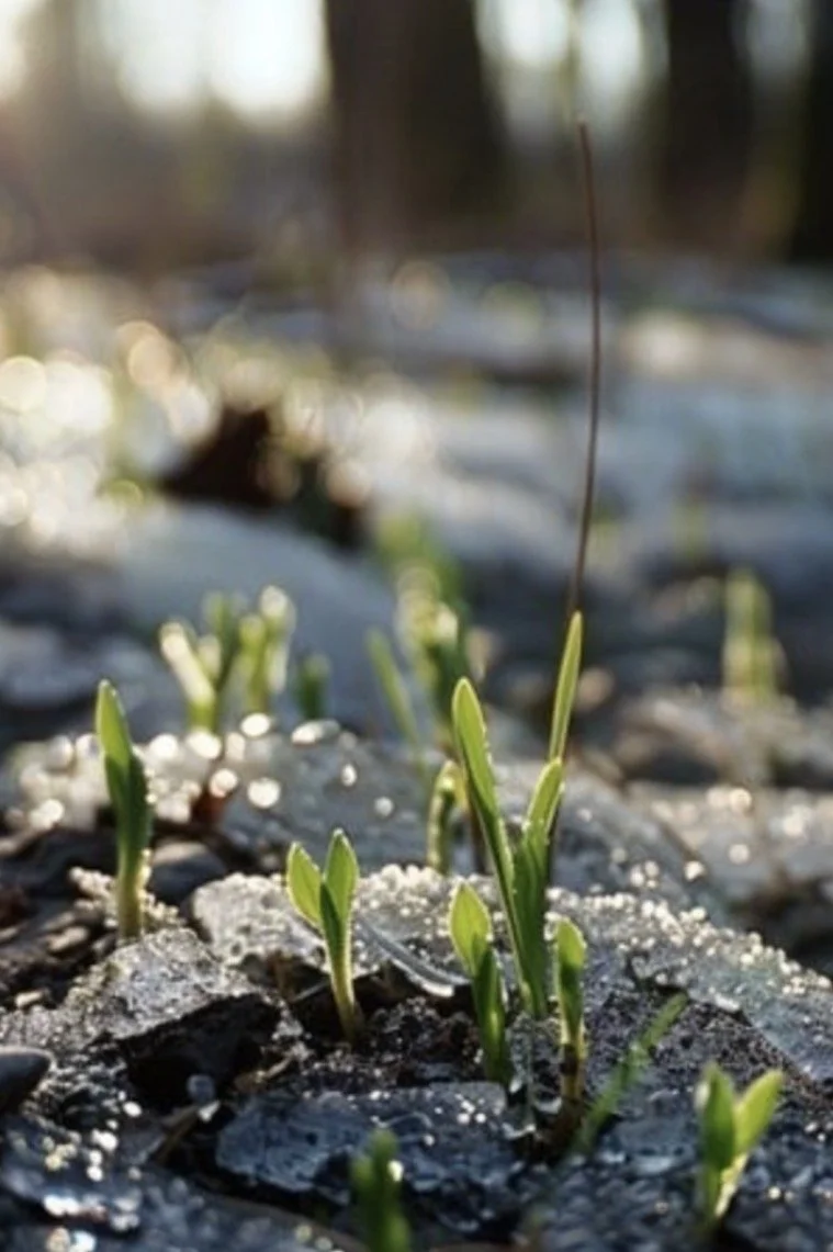 April Intro to Ketamine for Healers Group