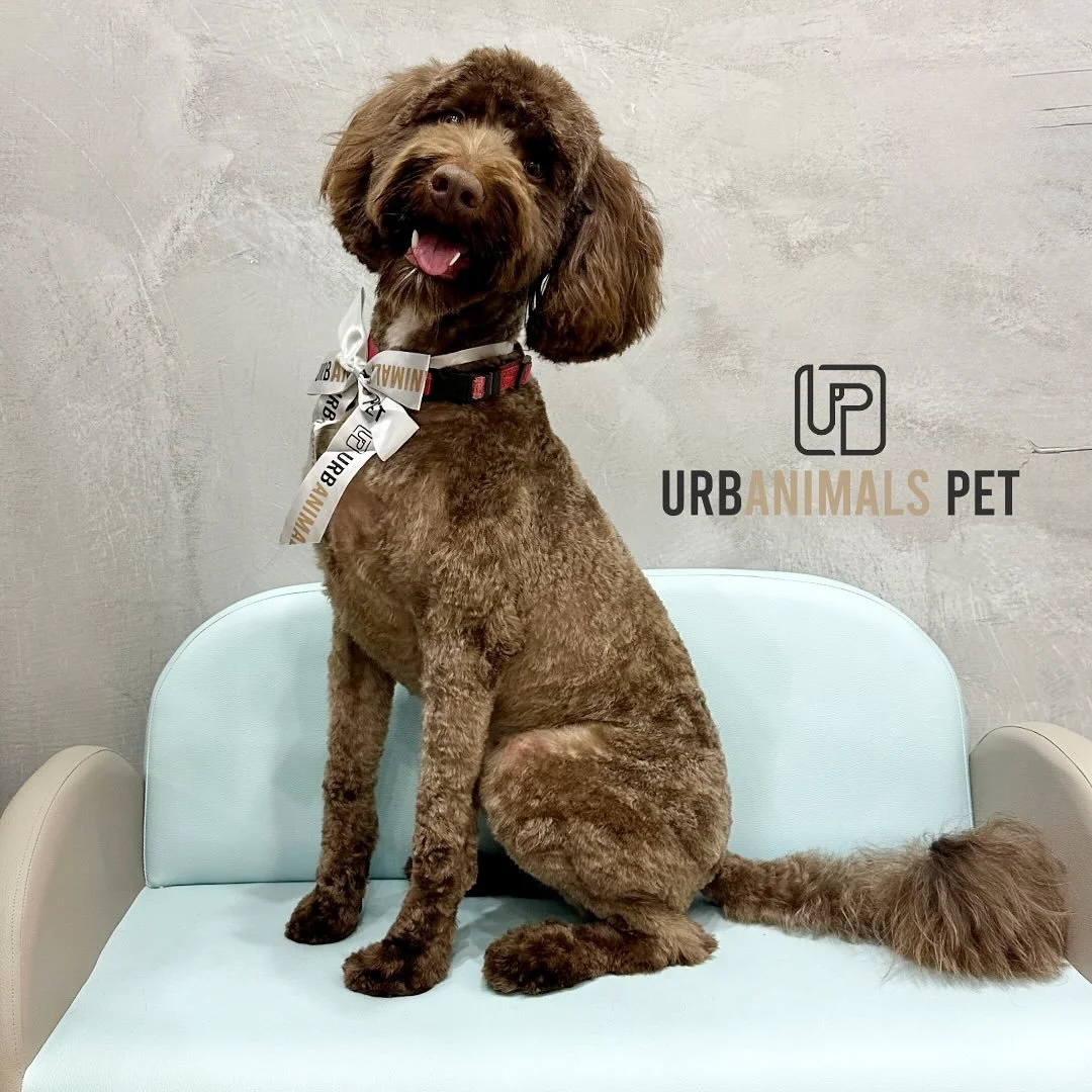 @bear_and_yogi_the_mini_doods are back from their adventures: check their page for their beach days, forest trails, hikes... you name it 🌊🌿🐾
Now they&rsquo;re all freshened up with their summer clips and looking very ready for their next photo op 