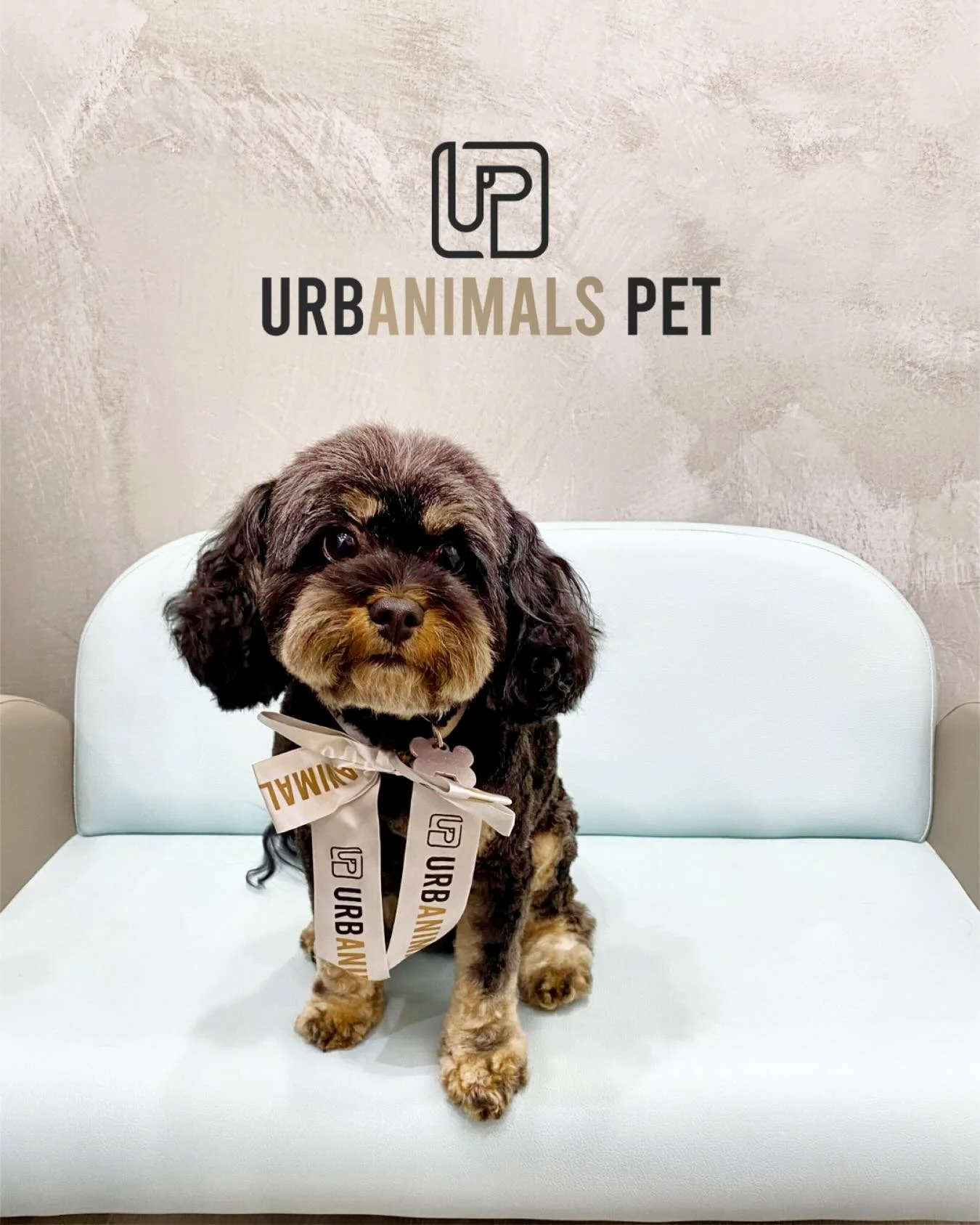 Say hello to Bindi, our little Cavoodle sweetheart with the roundest face and the softest eyes 🥺🐶
She&rsquo;s as sweet as she looks, and we&rsquo;re completely smitten every time she visits.
Groomed with love (and lots of cuddles) at Urbanimals Pet