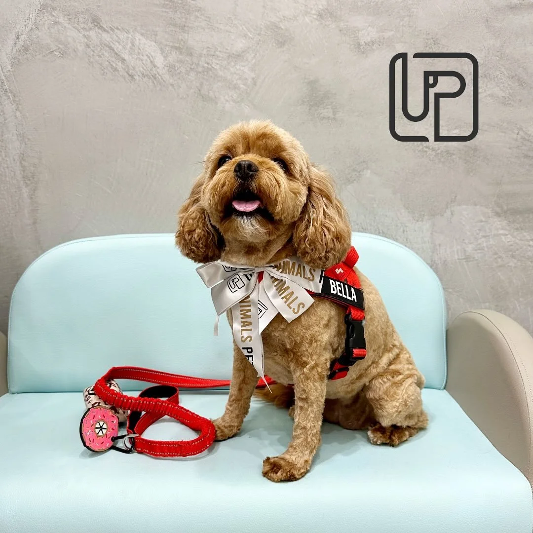 @bellaslog_toycavoodle all fresh and fluffy after her groom 💕
We always love seeing this sweet girl, and she&rsquo;s making herself right at home on our new photo couch 🐾✨

#urbanimalspetzetland #urbanimalspet #dogsofinstagram #furbaby #petgrooming