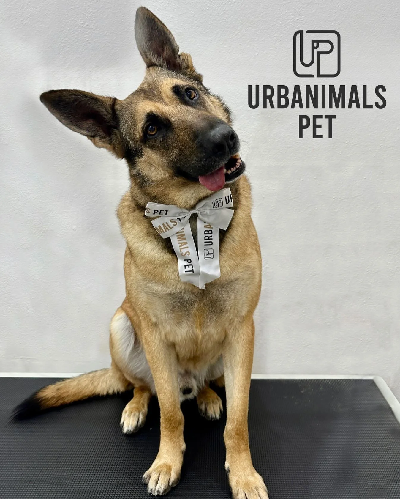 That head tilt gets us every time 🐶💛
Rex comes in for his regular wash, blow dry, and de-shed - and somehow manages to get even more handsome each visit!
#urbanimalspetwahroonga #urbanimalspet #wahroonga #dogrooming #petgroomingsalon🐾✂️❤️