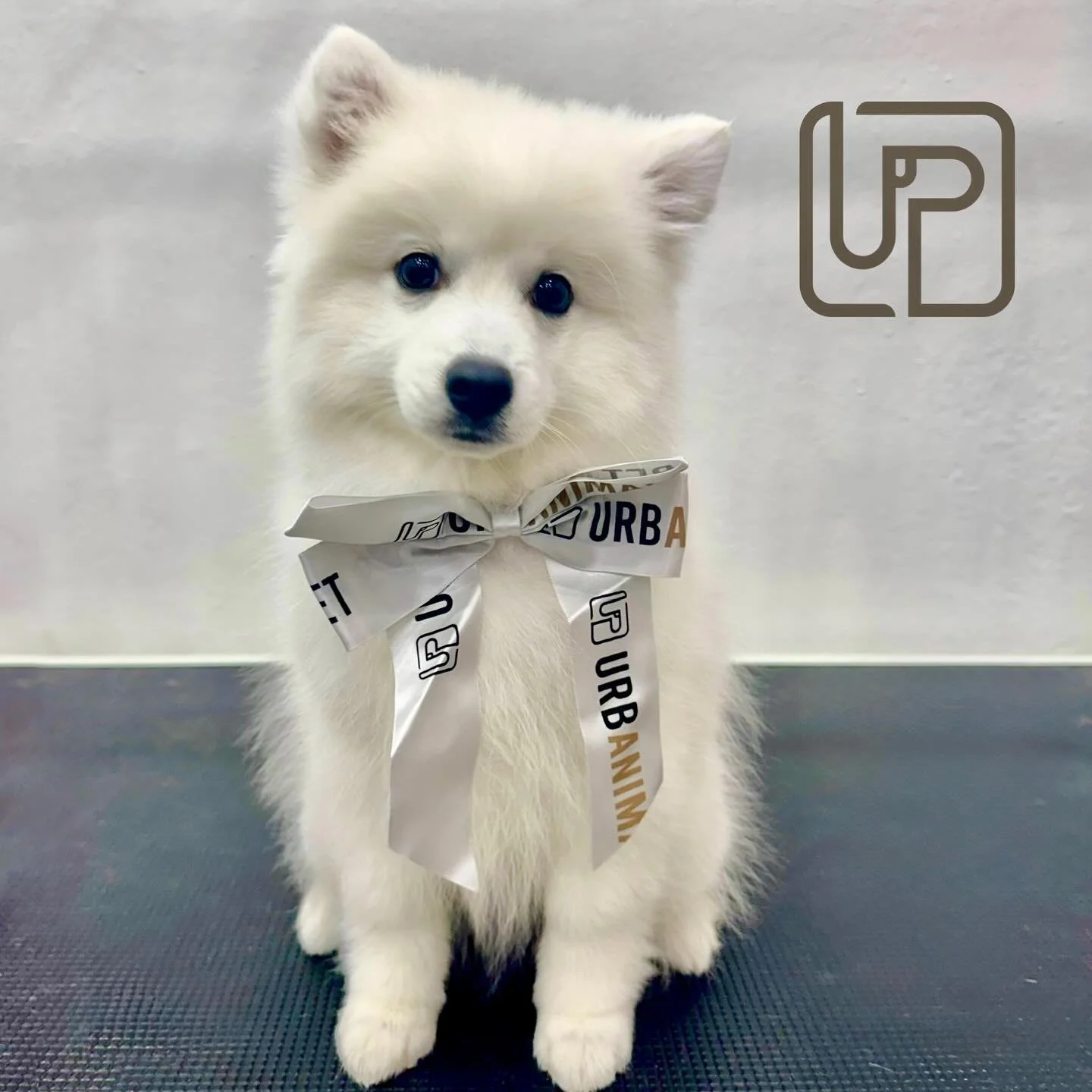 Sweet little lady, Miss Nala the Japanese Spitz had her very first grooming experience with us and she was an absolute trooper! 🤍Welcome to the spa life little lady 🤭🐾
#urbanimalspetwahroonga #urbanimalspet #doggroomerslife✂️✂️ #japanesespitzpuppy