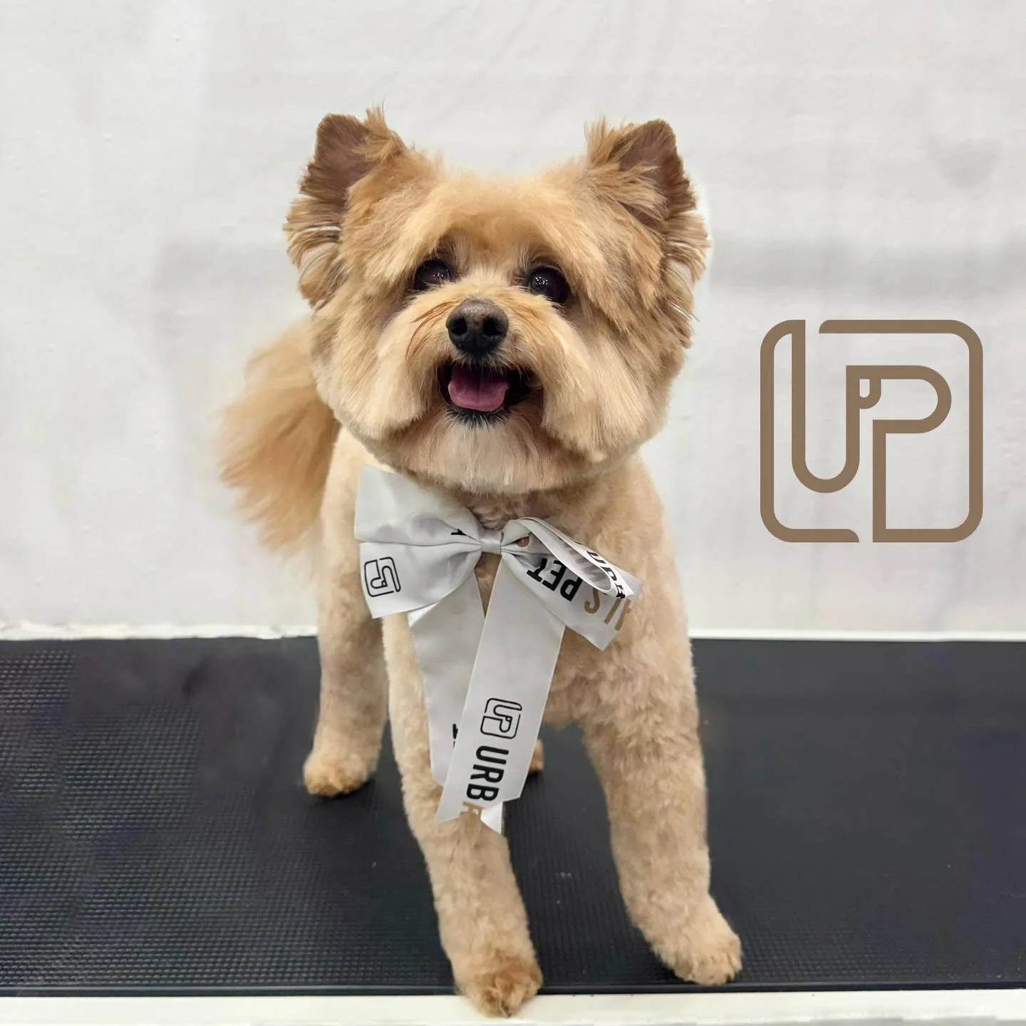 The face of a pup who knows he&rsquo;s a 10/10 🤭
Thanks to his regular full groom, Paddington is picture perfect as always 🩶
#urbanimalswahroonga #urbanimalspet #wahroonga #urbanimalspetwahroonga