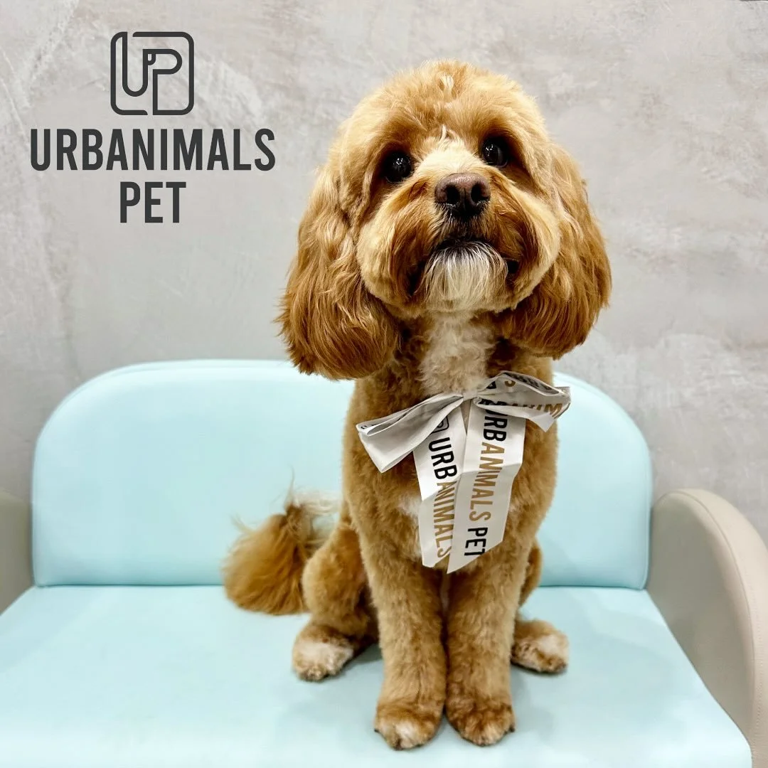 Meet Billy the Cavoodle &mdash; our newest client and an instant fave 🐶💛
He came in for his first full groom with us and absolutely rocked it. Wash, tidy, full haircut &mdash; the whole works, and not a single fuss ✂️🛁
Billy was cool, calm, and ca