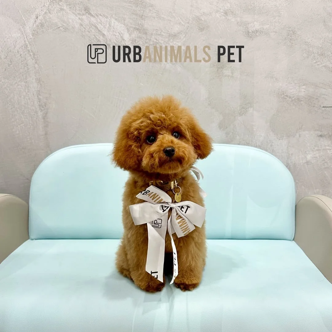 Tiny but mighty! Leo the toy poodle had his first wash &amp; tidy at Urbanimals Pet Zetland, and this little gent handled it like a pro 👑🐾
We gently introduced him to the grooming world &mdash; clippers and scissors near the paws, eyes, and sanitar