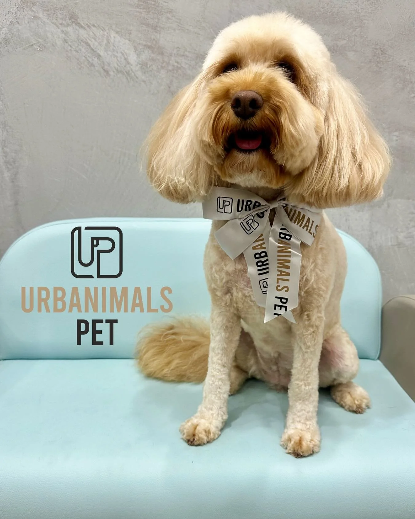 Maggie the Spoodle got a full groom and she&rsquo;s looking sharp 🔥✂️🐾
She was calm, collected, and handled the whole process like a champ.
Fresh trim, happy pup &mdash; that&rsquo;s how we do it at Urbanimals Pet Zetland ❤️🐶

#urbanimalspetzetlan