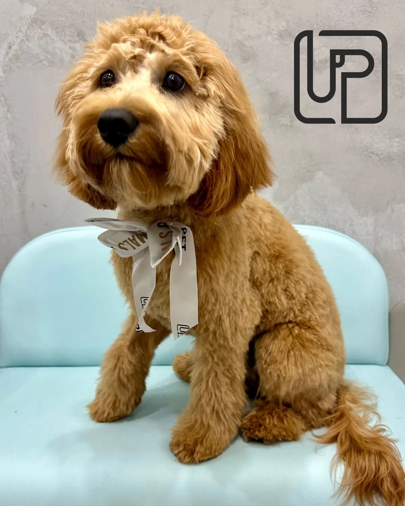 ✨ Cavoodle cuteness incoming! ✂️🐾
Pippa had her first full groom at Urbanimals Pet Zetland. Still flaunting that soft puppy coat, but now with a fresh new &lsquo;do! 💇&zwj;♀️🐶
She was gently introduced to grooming with a wash &amp; tidy before thi