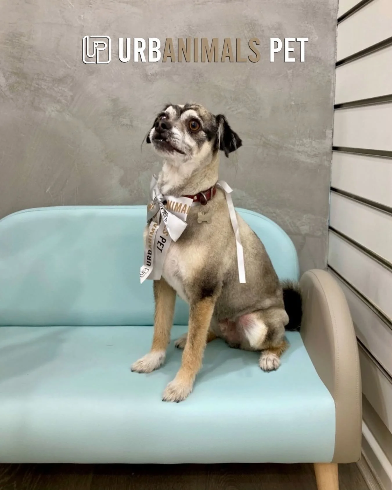 Rocky the Chihuahua x Poodle is rocking his signature mohawk like a total boss 🐾🔥
Stylish, confident, and full of personality &mdash; he&rsquo;s one cool Urbanimal!
We love keeping his unique look fresh and fun😎🐶

#urbanimalspetzetland #urbanimal
