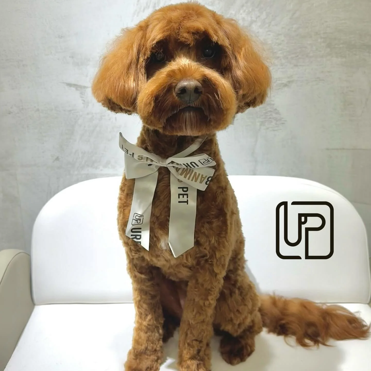 Full groom glow-up for beautiful Mindy ✨
#urbanimalspetwahroonga #urbanimalspet #wahroonga #doggroomingofinstagram #northshore #hornsby #turramurra