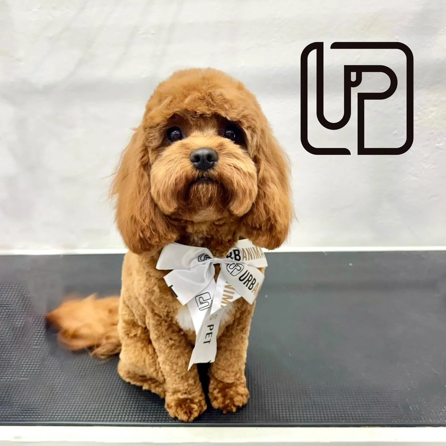 Miss Ruby looking mighty fine after her pampering session! 🤭🩶
#urbanimalspetwahroonga #urbanimalspet #doggroomers #petgroomers