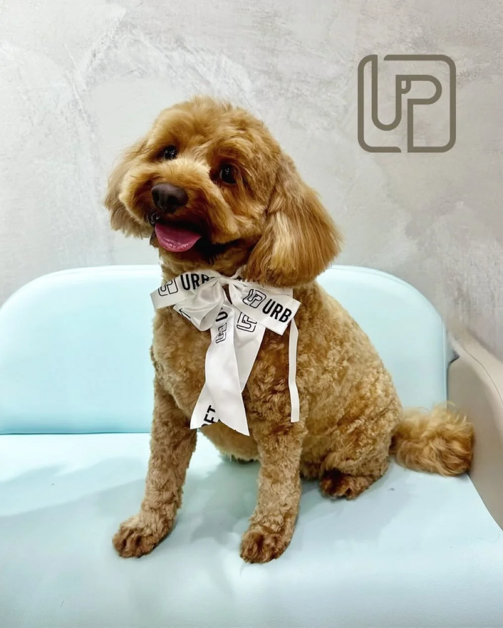 🐾✨ Little Miss Luna the Cavoodle came in for her spa day at Urbanimals Pet Zetland and left looking pawfect!

She couldn&rsquo;t resist striking a pose on our photo couch after her groom, just look at that smile! 😍

We love seeing our furry friends