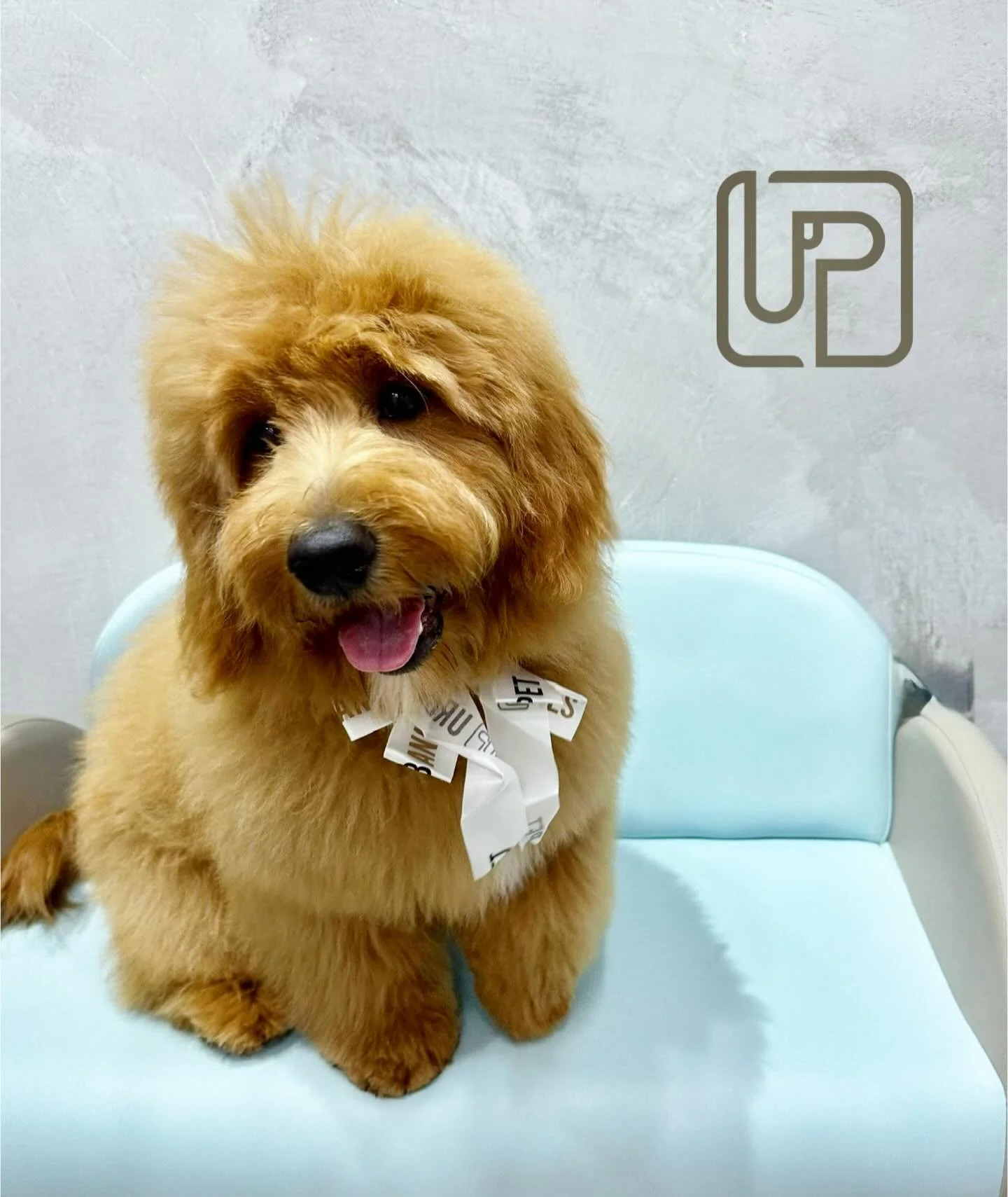 Say hello to Ziggy the mini Groodle. Our fluffy ball of sunshine and pure puppy energy! ✨🐶
He&rsquo;s been coming since he was a tiny pup for his wash &amp; tidy sessions, and he still greets everyone like it&rsquo;s his full-time job. The friendlie