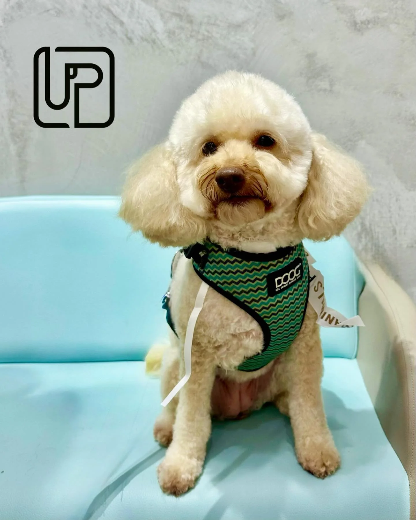 Meet Luna the cavoodle, her very first visit and she left looking like the sweetest little teddy! 🧸✨
She absolutely nailed her groom and gave us the softest, shy-but-proud smiles for her photos. 🤍
A total cutie from the moment she walked in! 🌙🐾

