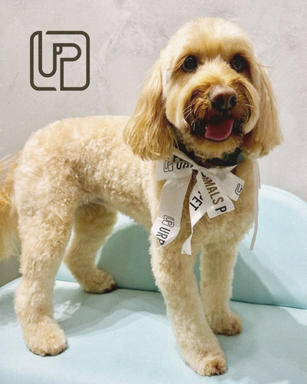 Say hello to Mango the mini Groodle, our fluffy little regular! ✨🐶
She comes in religiously for her wash &amp; clip, then hops onto our tiny couch to serve the cutest photo moments. 📸🛋️
Always sweet, always stylish, always Mango. 💛✨

#urbanimalsp