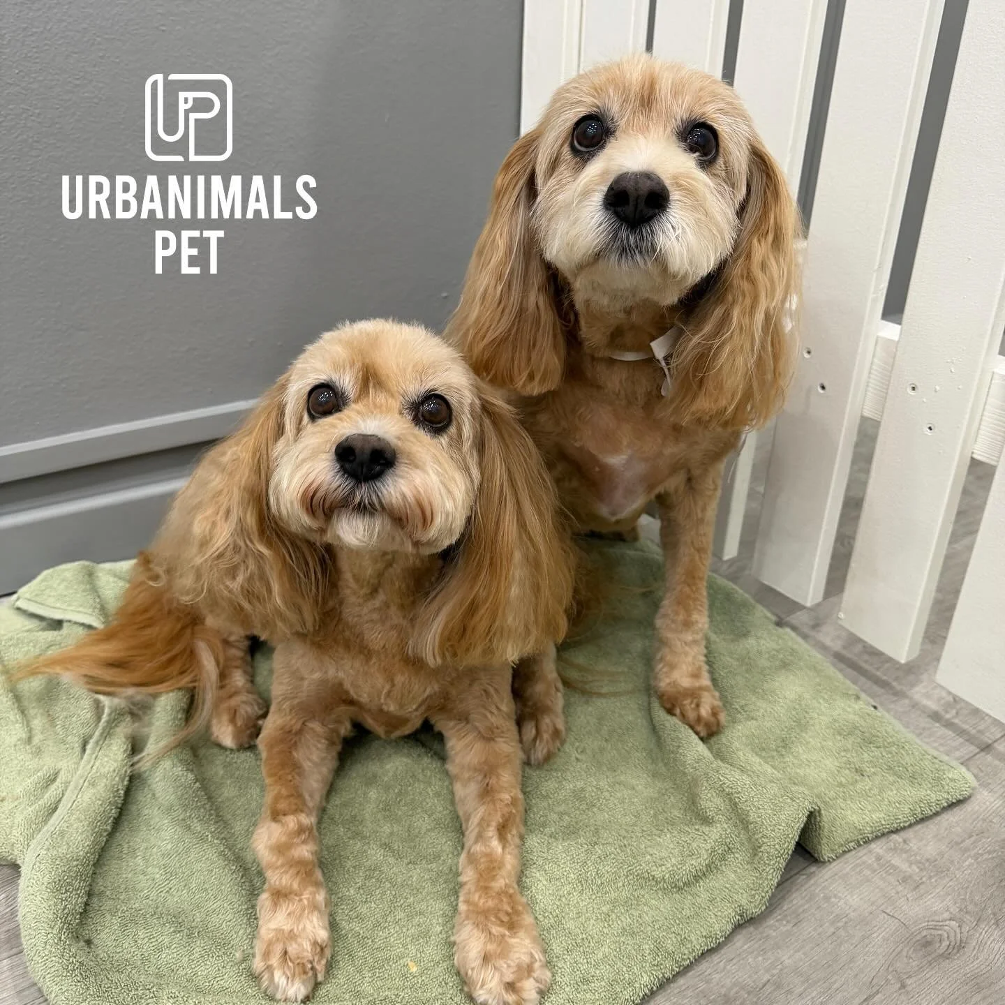 Twinning duo Charlie and Lola looking mighty fine after their full summer grooms! 🔥🐾
We&rsquo;ve kept their coats short and fresh for the Aussie heat - and to stay on top of another nasty tick season!! ☀️

Want to book your pup in before the busy C
