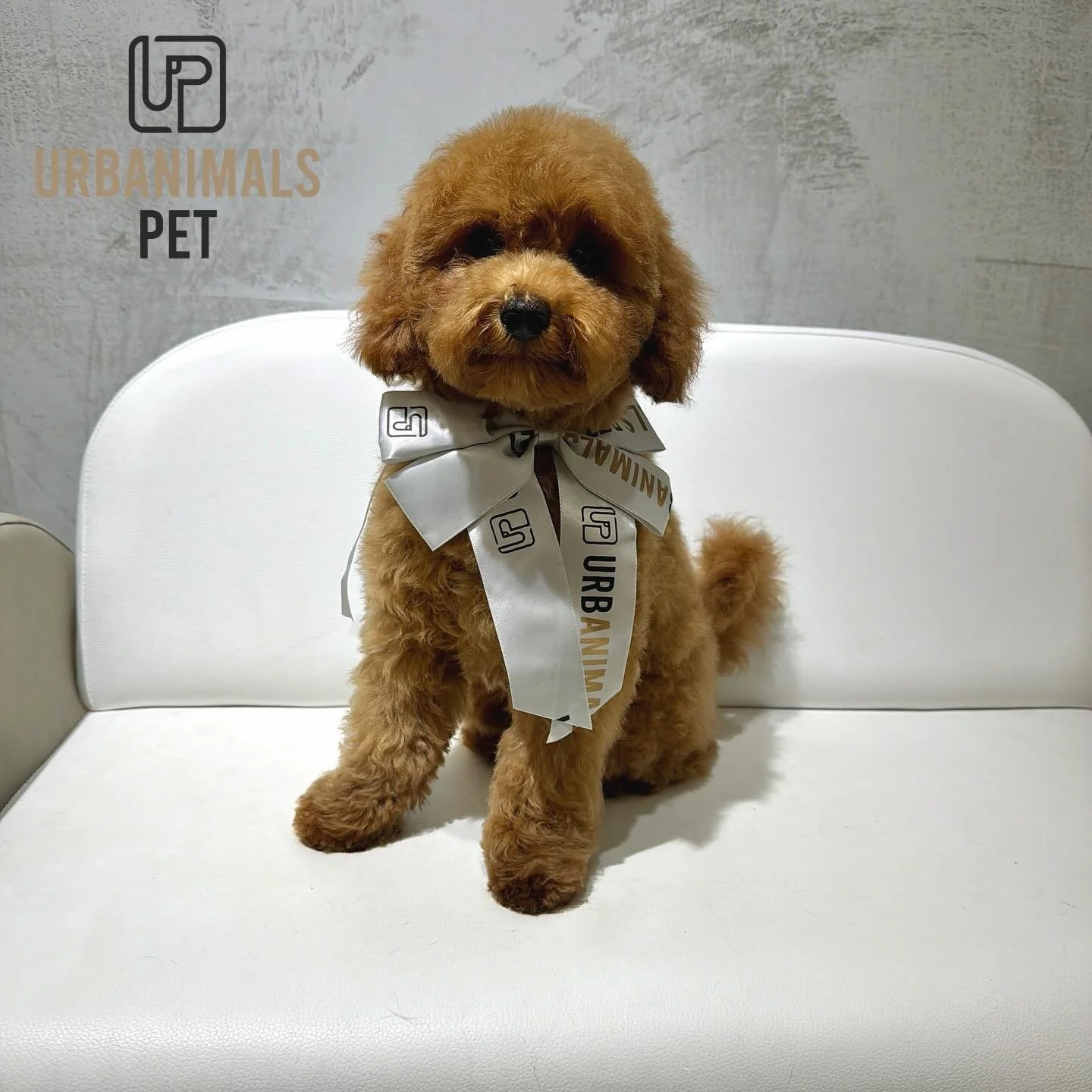 This little dude Bailey came in for his first ever groom and went straight for the full groom! 🐾
We normally keep things lighter for puppies, starting them off with a wash and tidy - But sometimes their baby coat is just far too thick and long for t