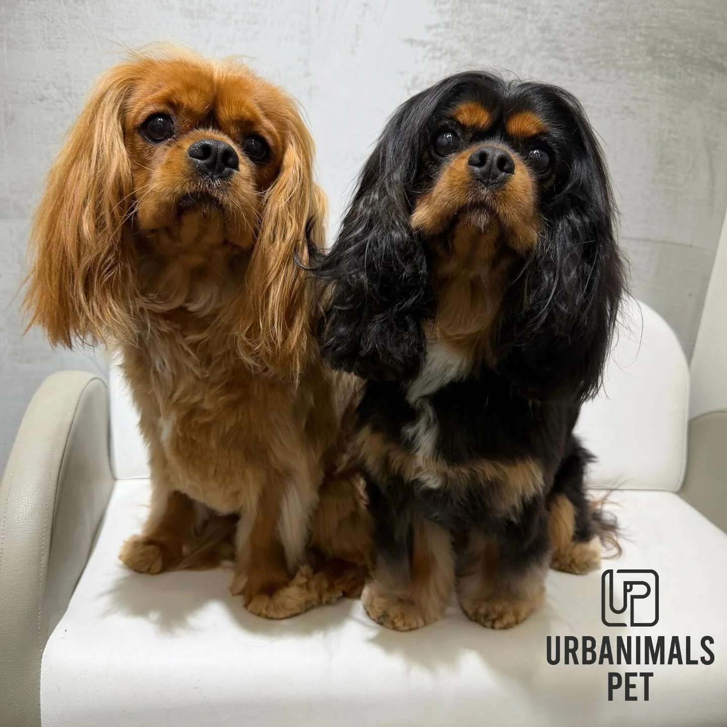 Double Trouble: Sisters Goldie and Teddie strike a pose after their regular wash and tidy&rsquo;s! 🤭🐾🩶
#urbanimalspetwahroonga #urbanimalspet #cavalier #ckcs #twins #doggrooming #wahroonga #hornsby #turramurra #dogsofinstagram