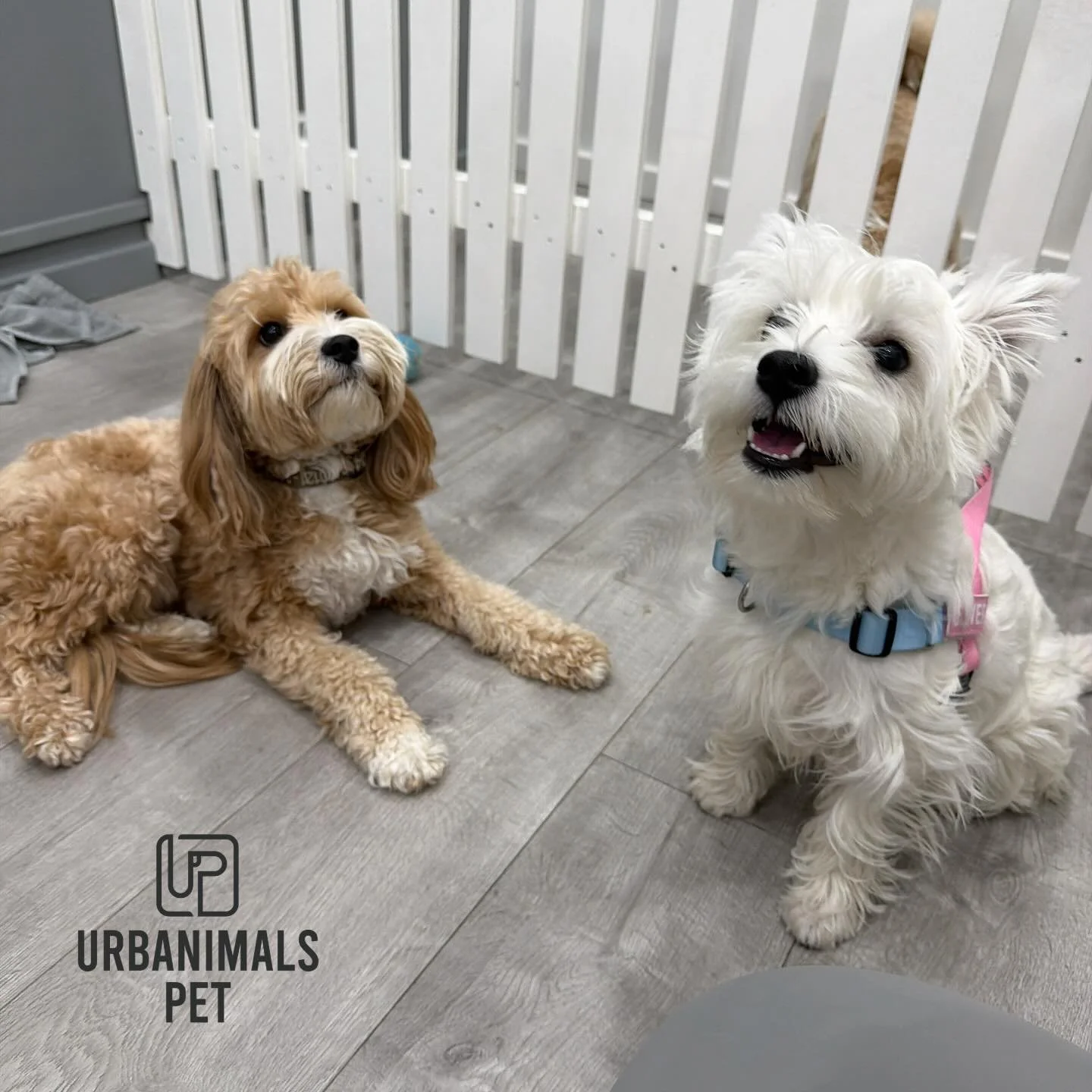 Red and his new little mate Clover the Westie pup enjoying some daycare shenanigans together! 🤭🐾🩶
#urbanimalspetwahroonga #urbanimalspet #cavoodle #westie #westiepuppy #westhighlandterriers #doggydaycare #doggydaycaresydney #wahroonga #dogsofinsta